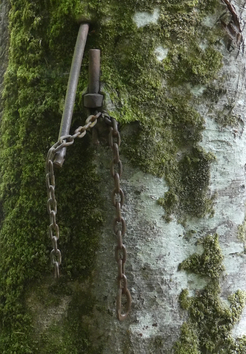 "Part of the tree now" by Trudy Davies