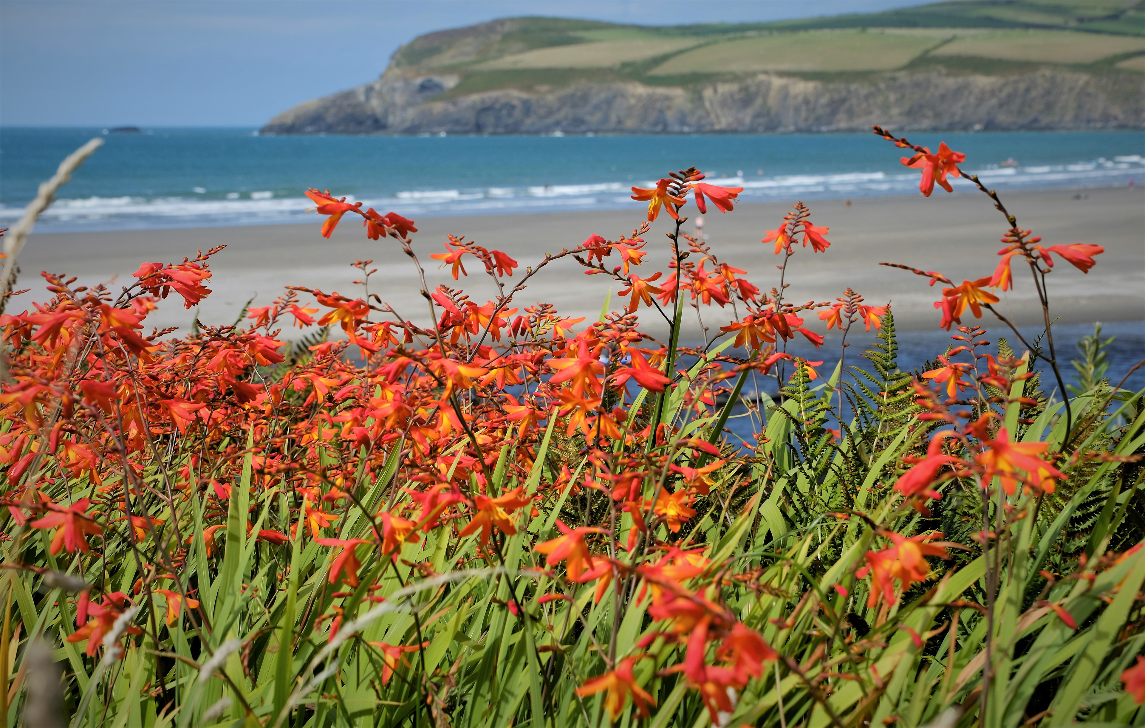 "Montbretia View 2" by David Hough