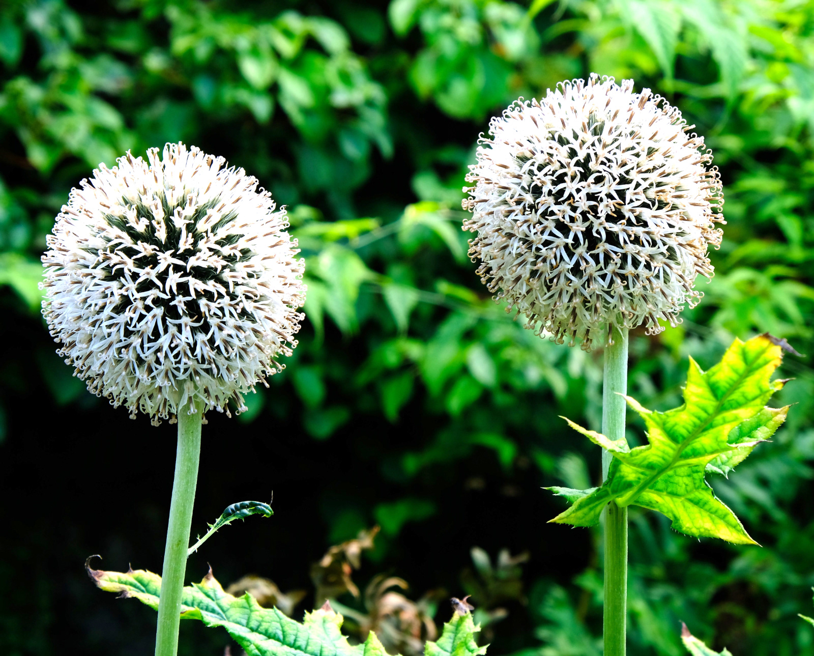 "2 of a Kind" by Margaret Jones