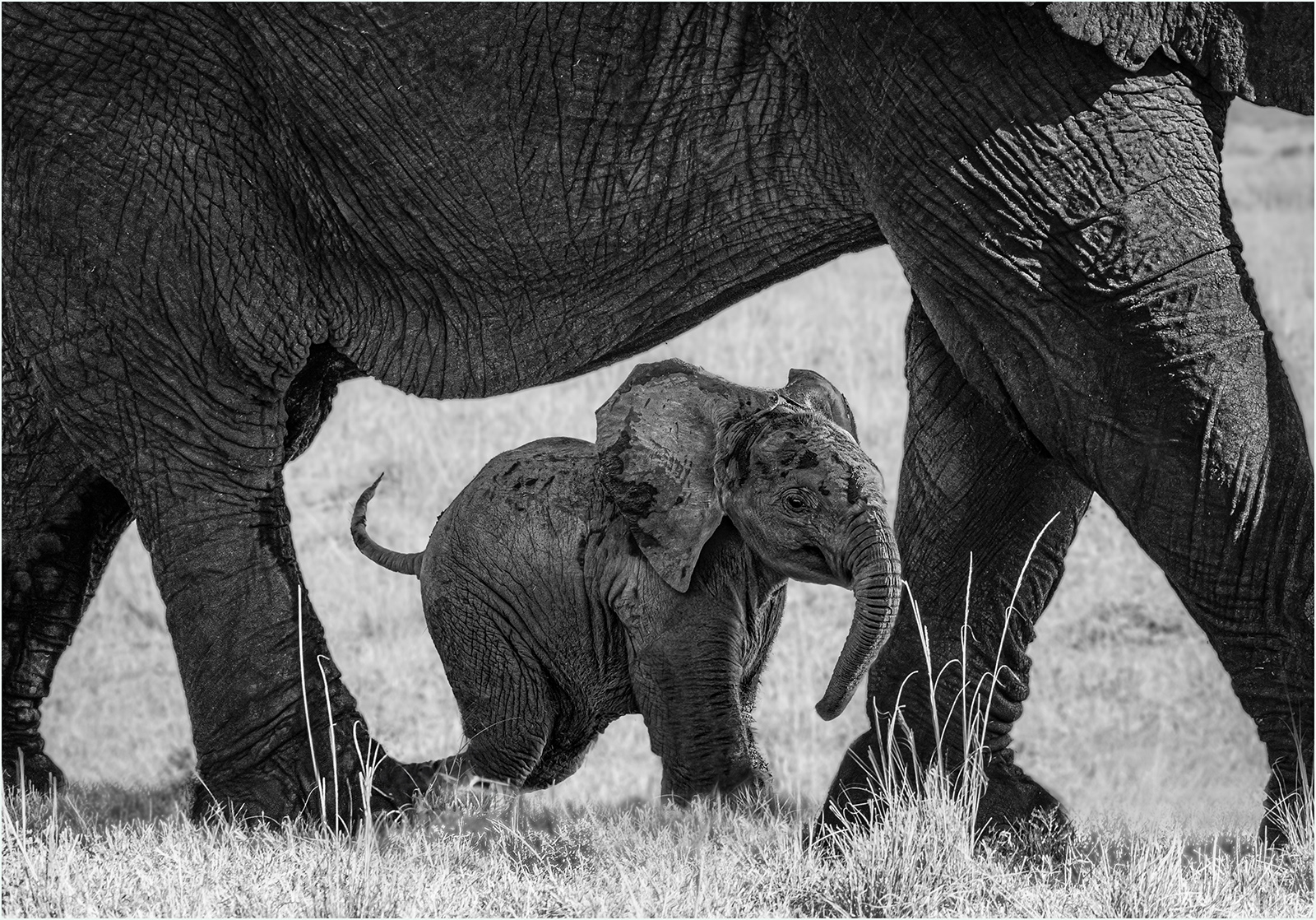 "New Born Finding His Feet" by Anne Jones