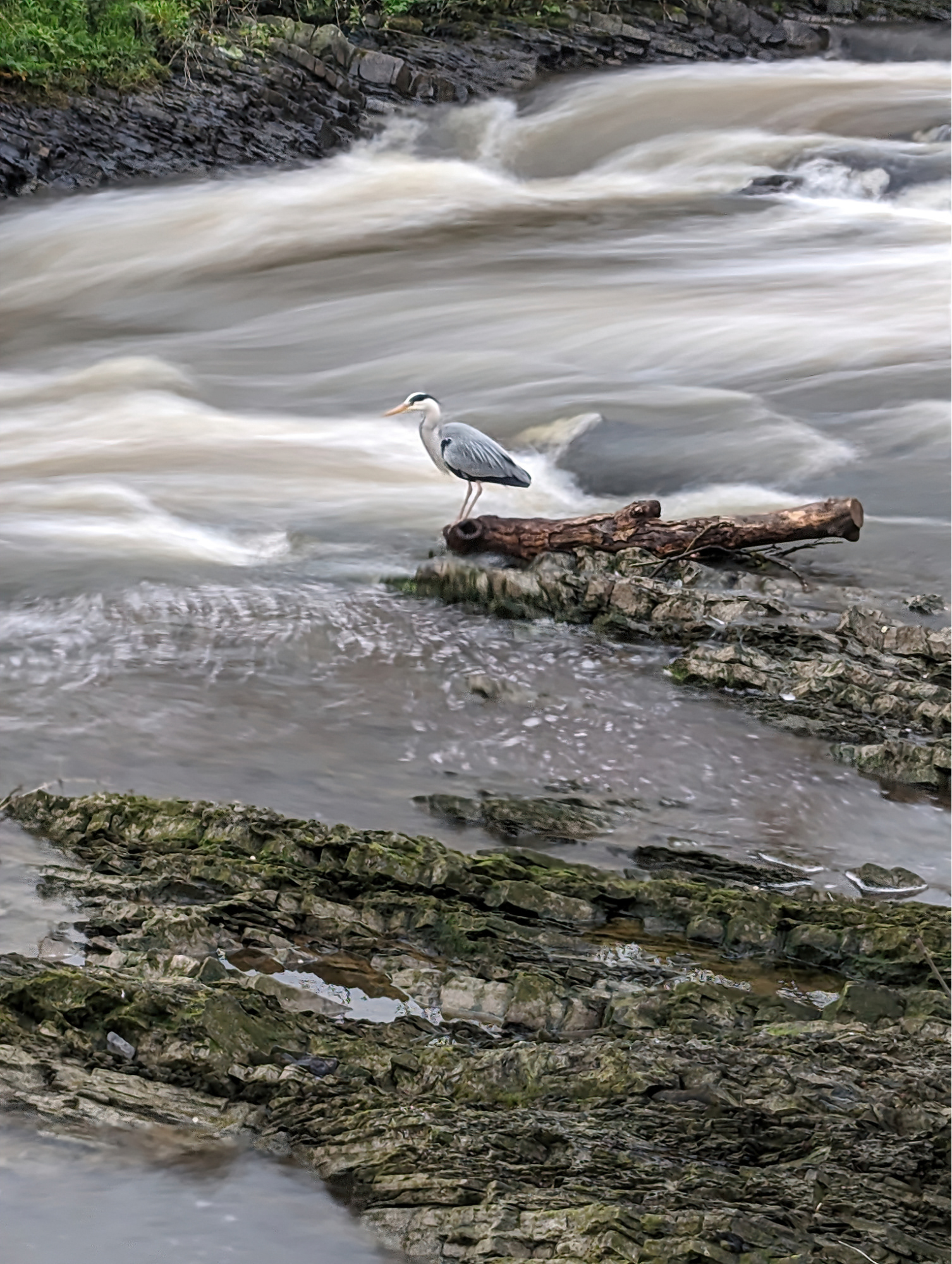 "Aberaeron Heron" by Mike Jones