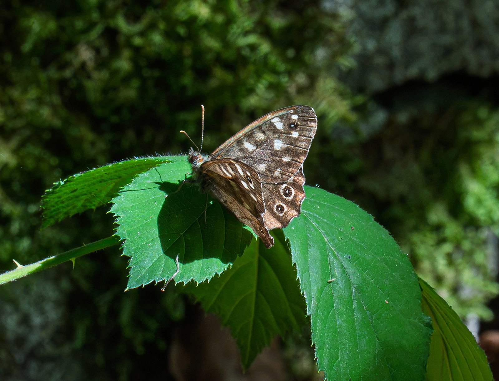 "Speckled Wood Butterfly" by Monica Berry