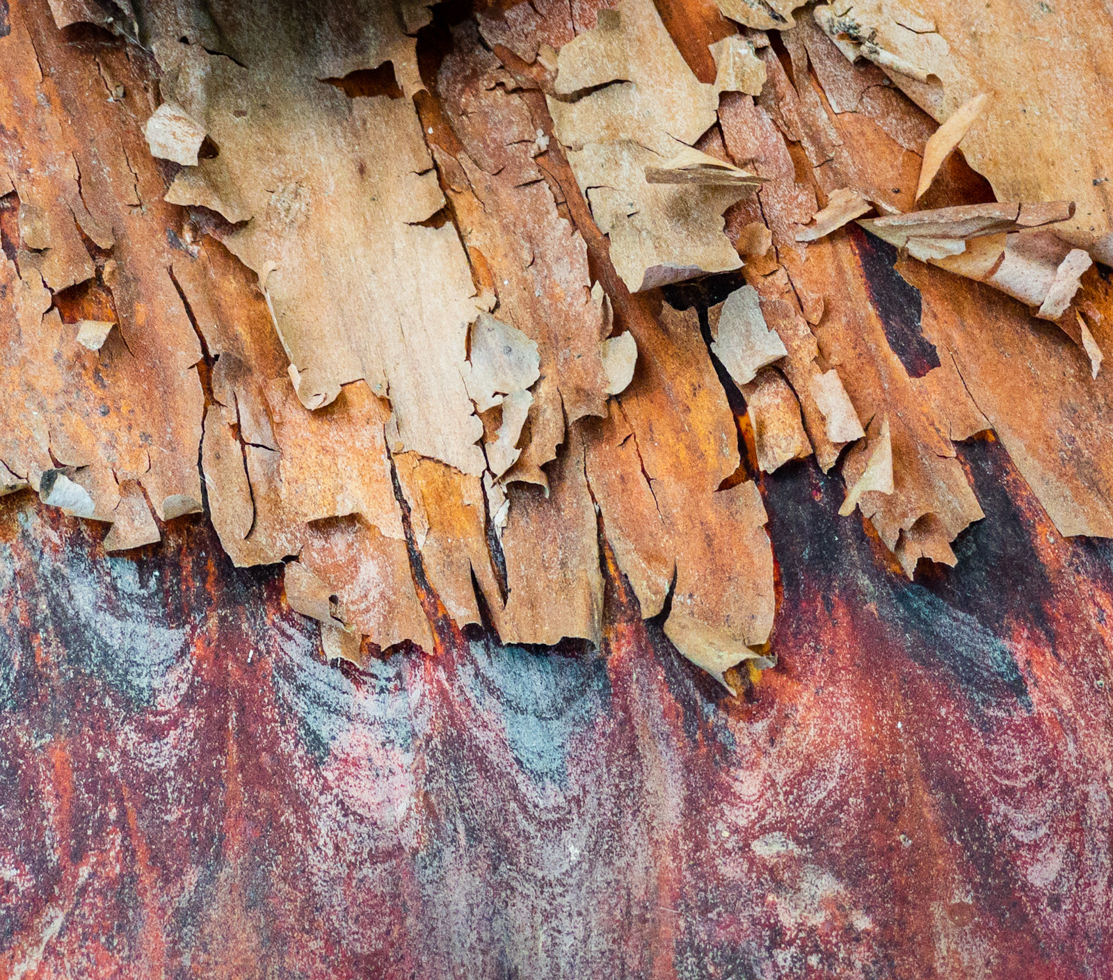 Bark Detail