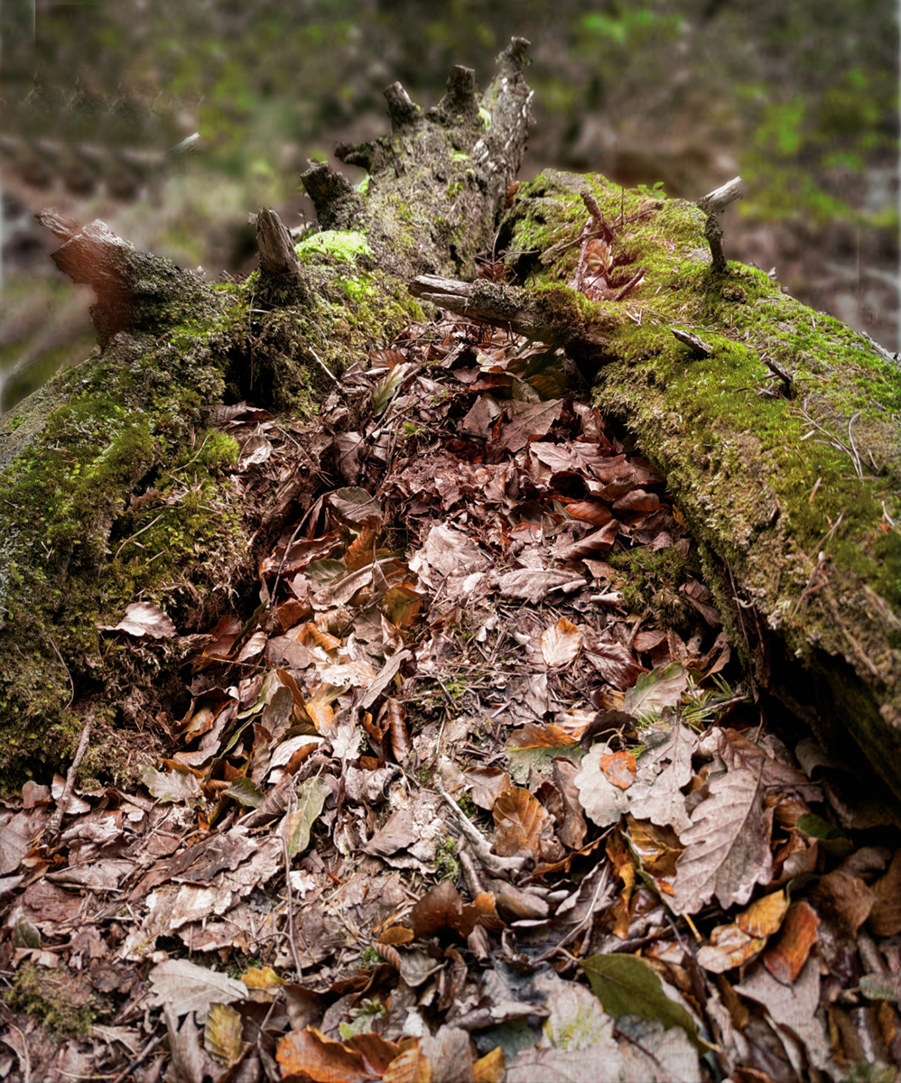 "Trapped Leaves" by Mike Jones