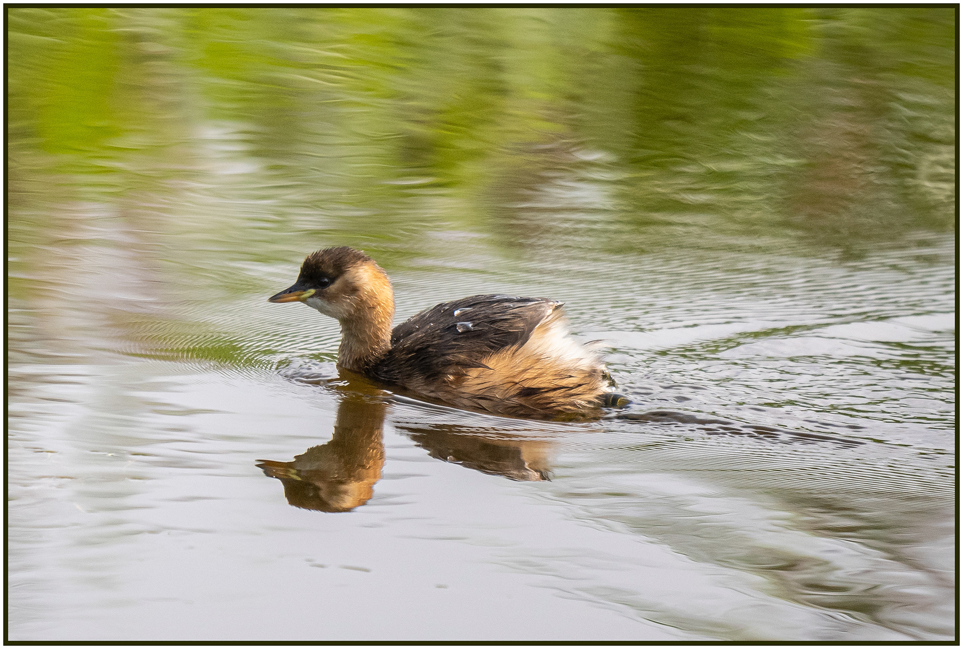 "Dabchick" by Viv Evans