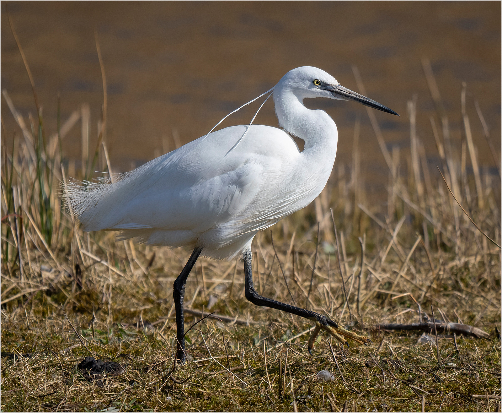 "Egret Walk" by Viv Evans (20 points)