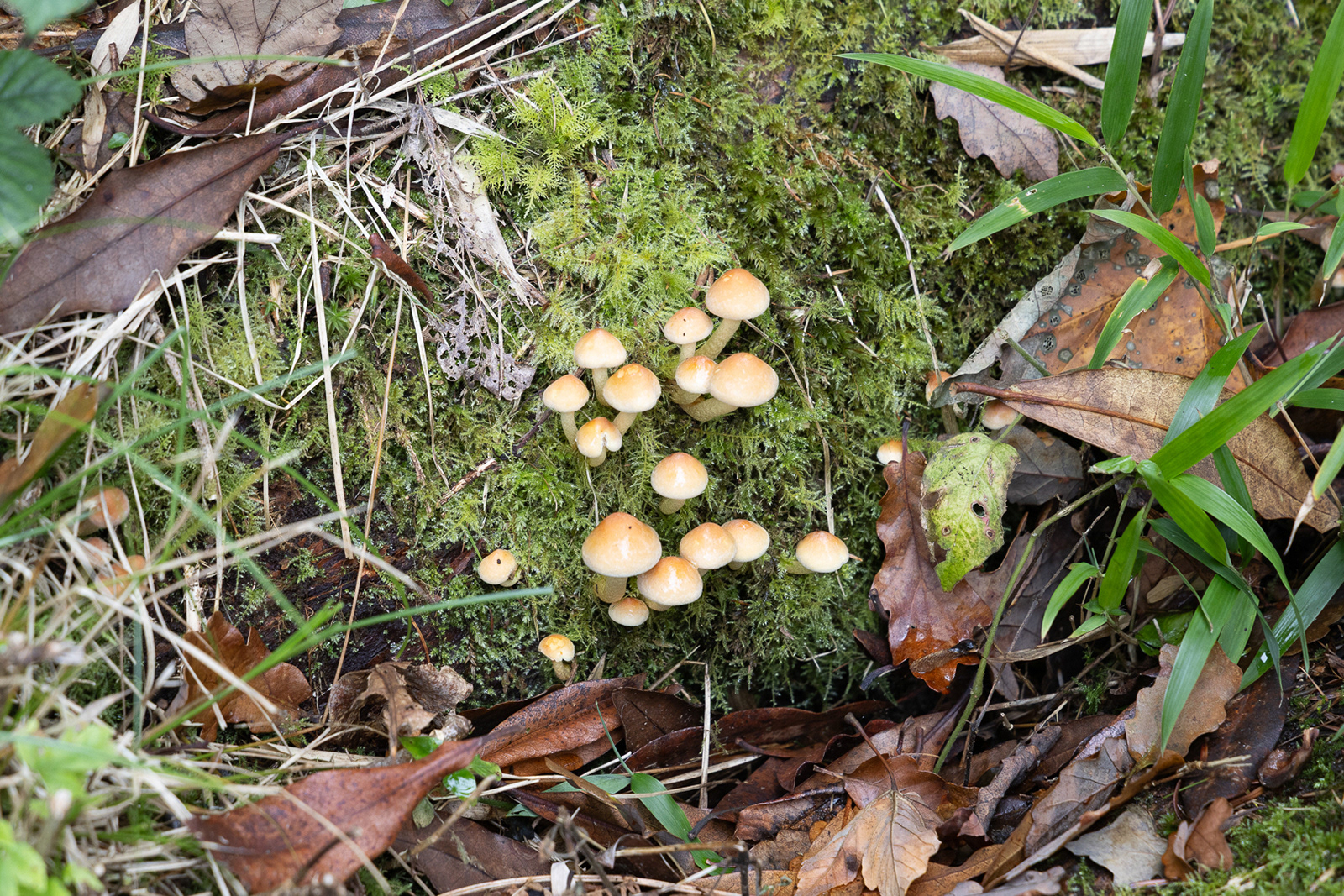 Colby_Pembs-5016 by Morlais Davies