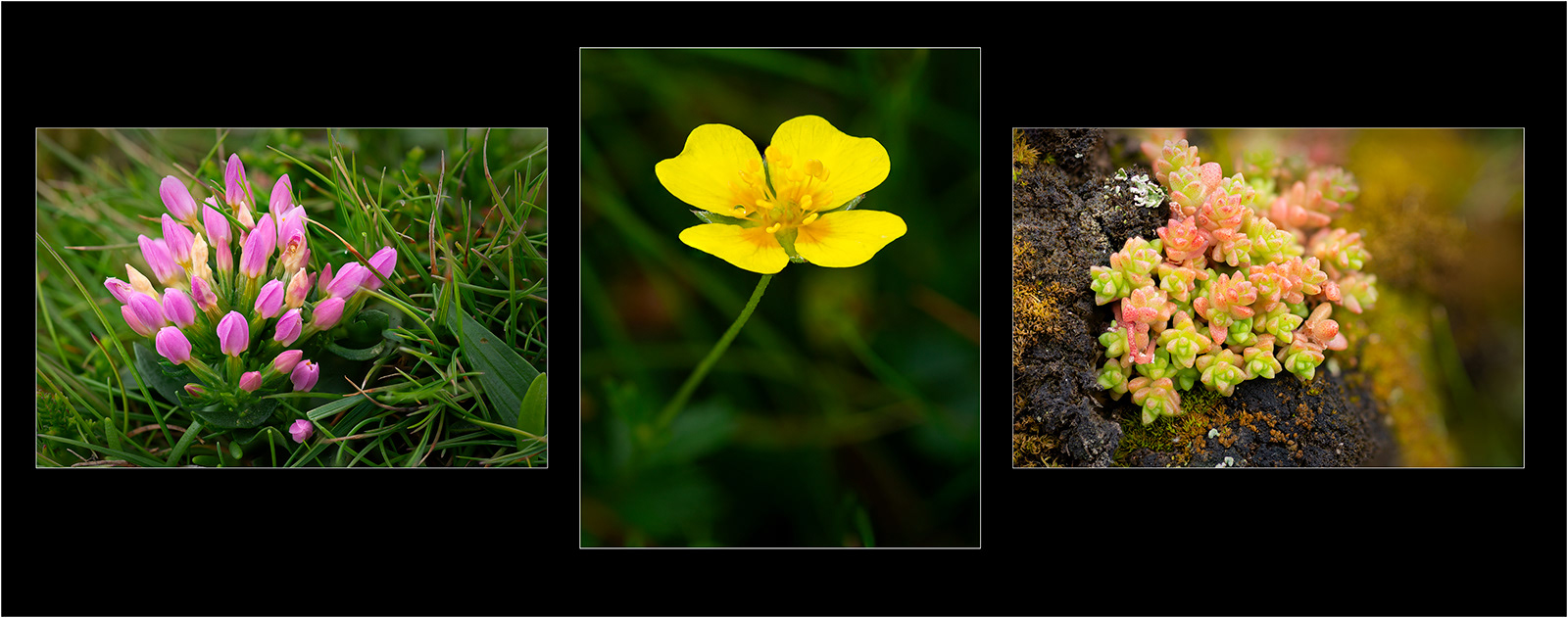 "Ceredigion Coastal Flora" by Simon Harding