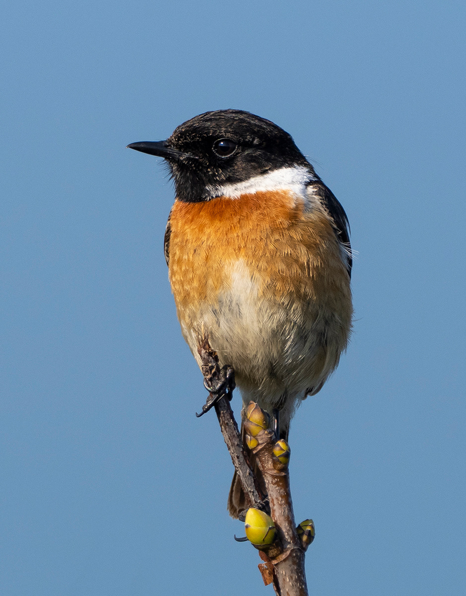 Stonechat