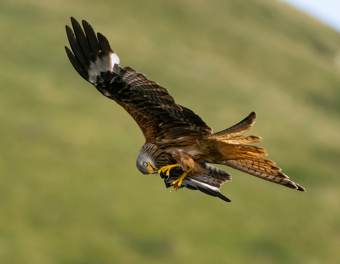 Barcud 3 NYA by Viv Evans