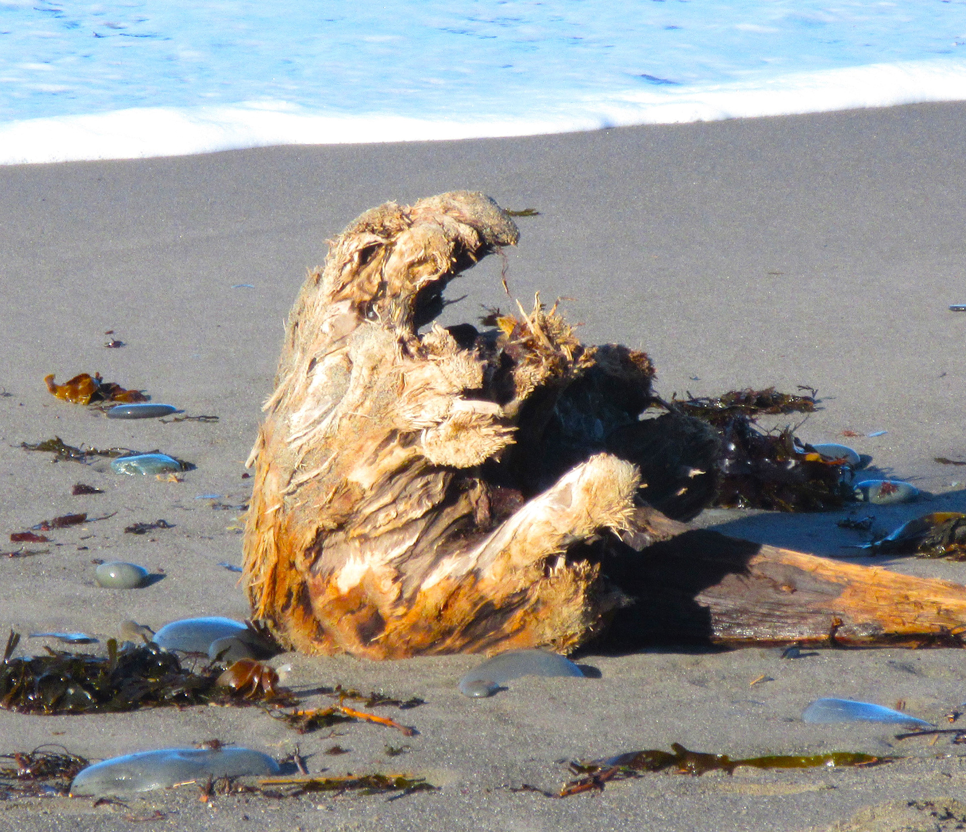 Animal or Vegetable?