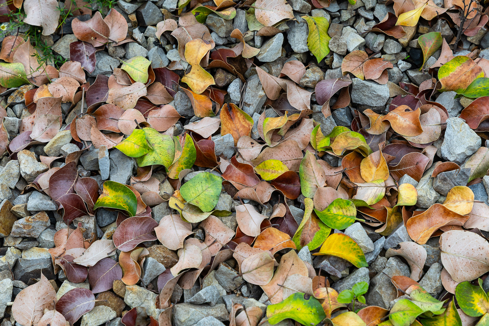 "Autumn leaves" by Morlais Davies