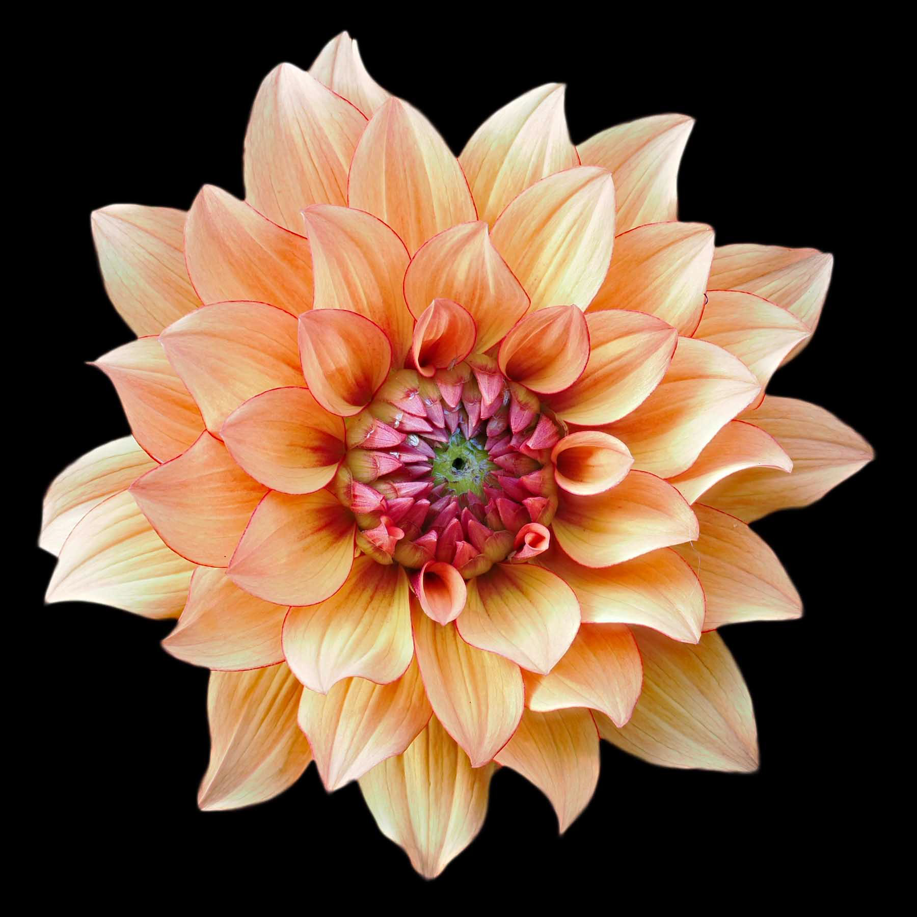 "Flower 5" by Viv Bowen