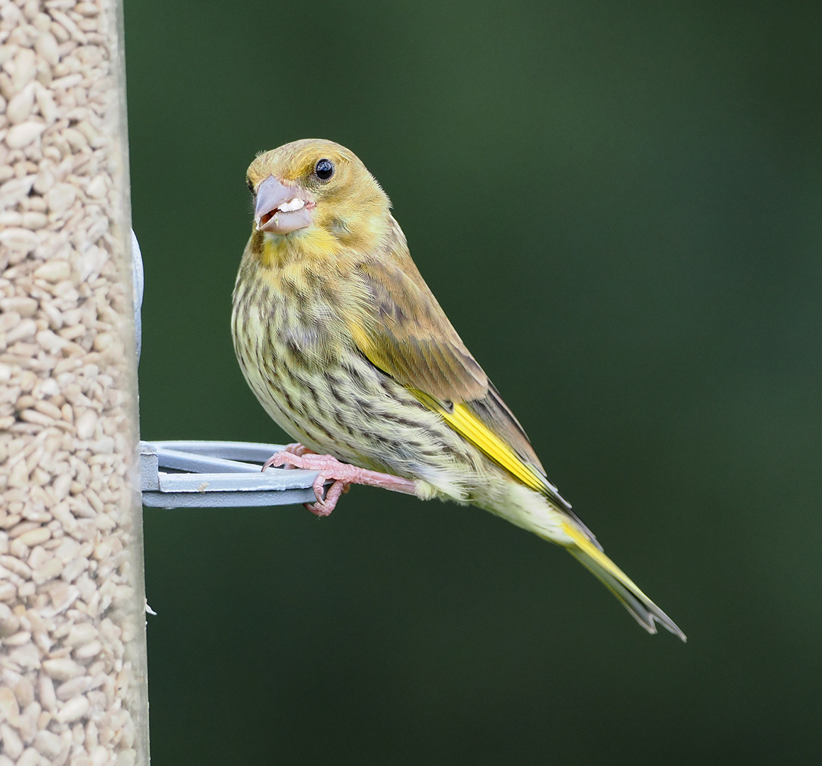 Sis 3 NYA by Viv Evans