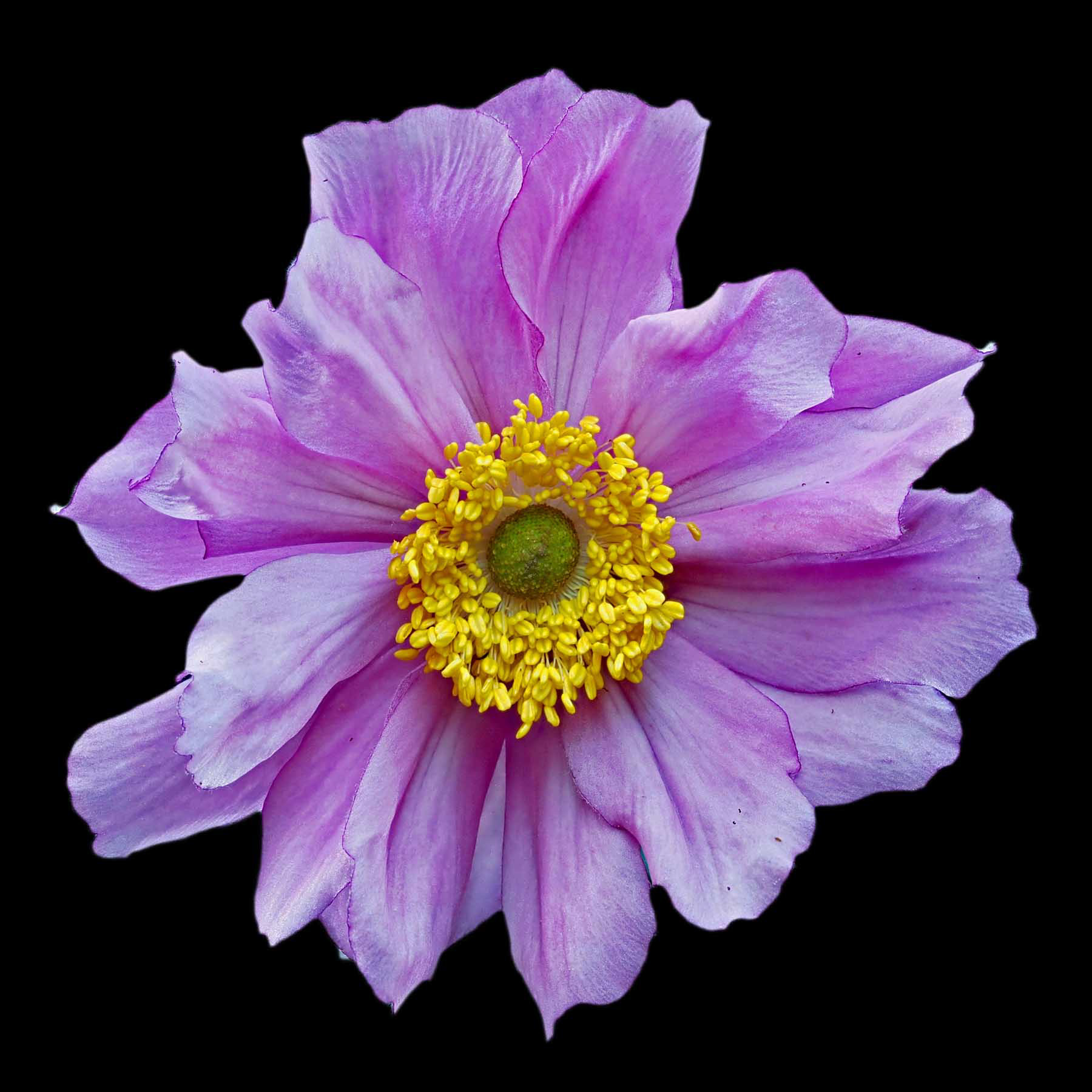 "Flower 1" by Viv Bowen