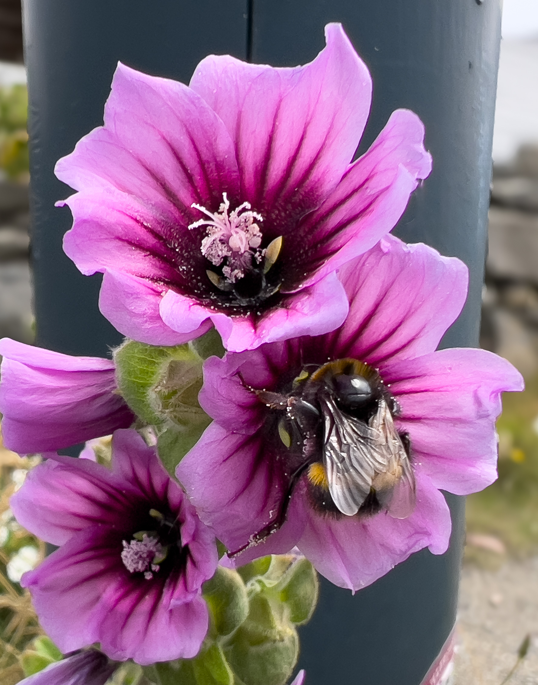 "IMG_5134" by Morlais Davies