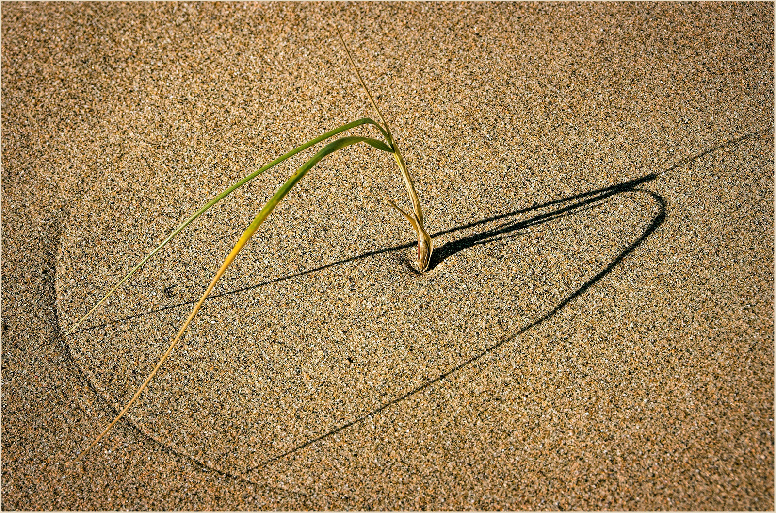 4. "Grass Heart" by Roy Peters (17 points) (SC: 16)
