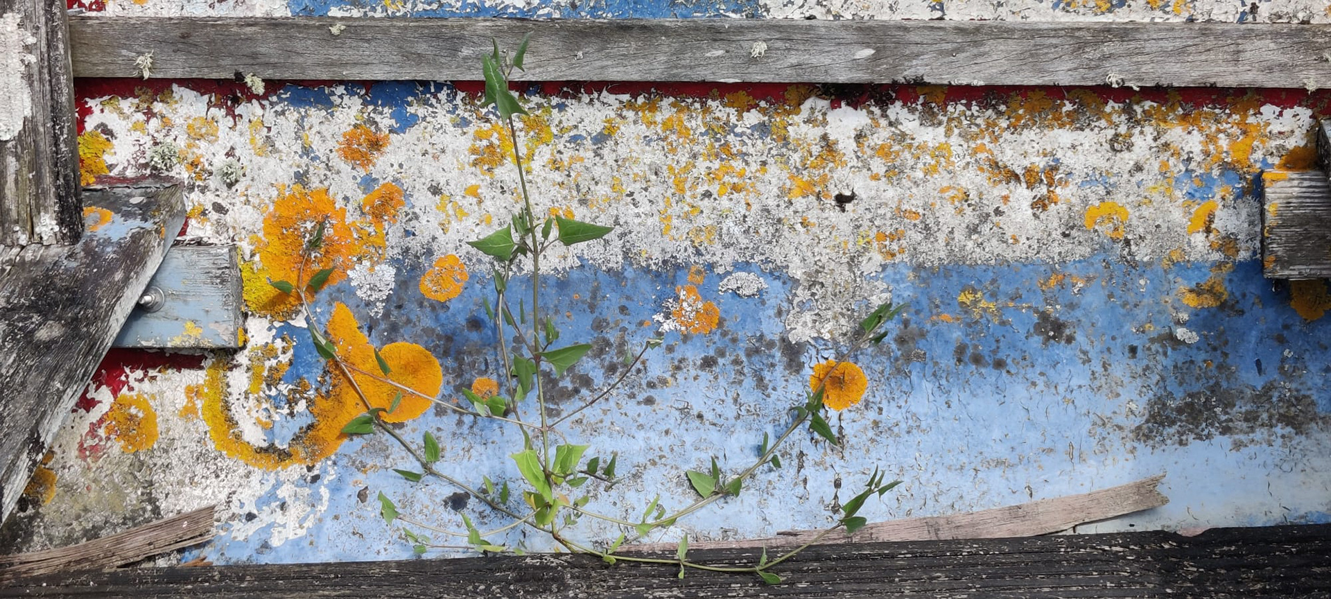 "Floral Rust" by Hilary Harding