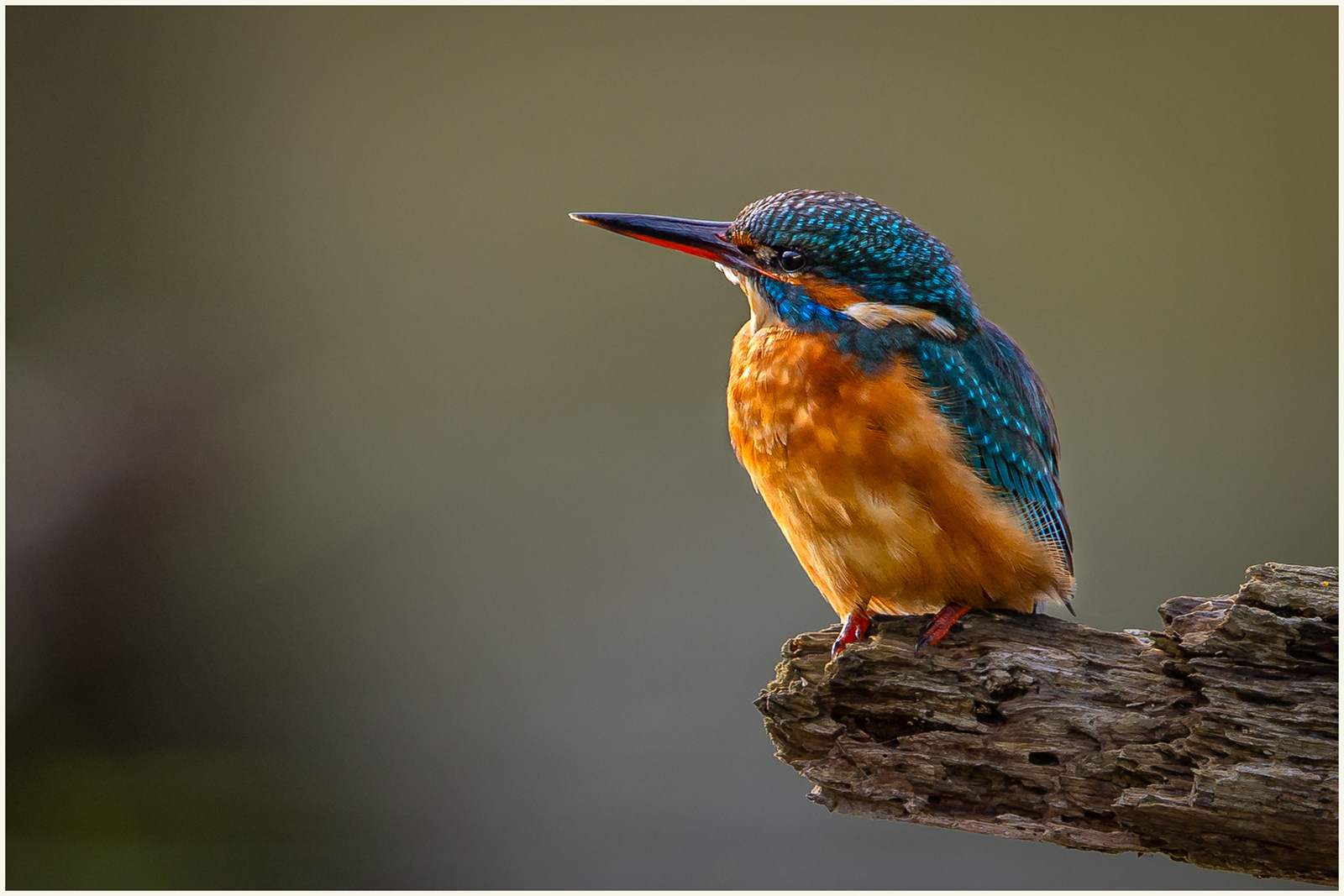 "Male Kingfisher"
