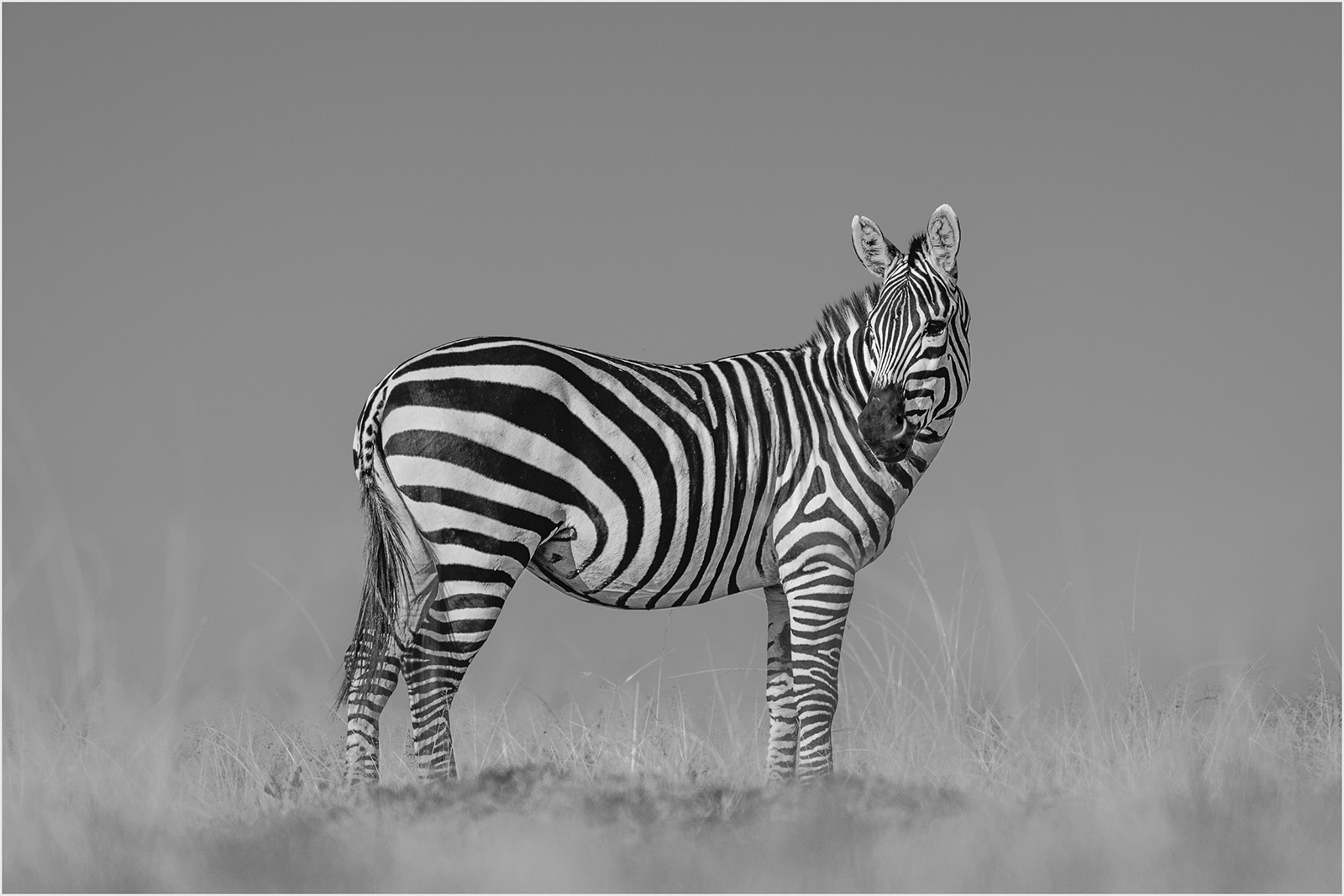 2nd: "Patterns of Nature" by Anne Jones