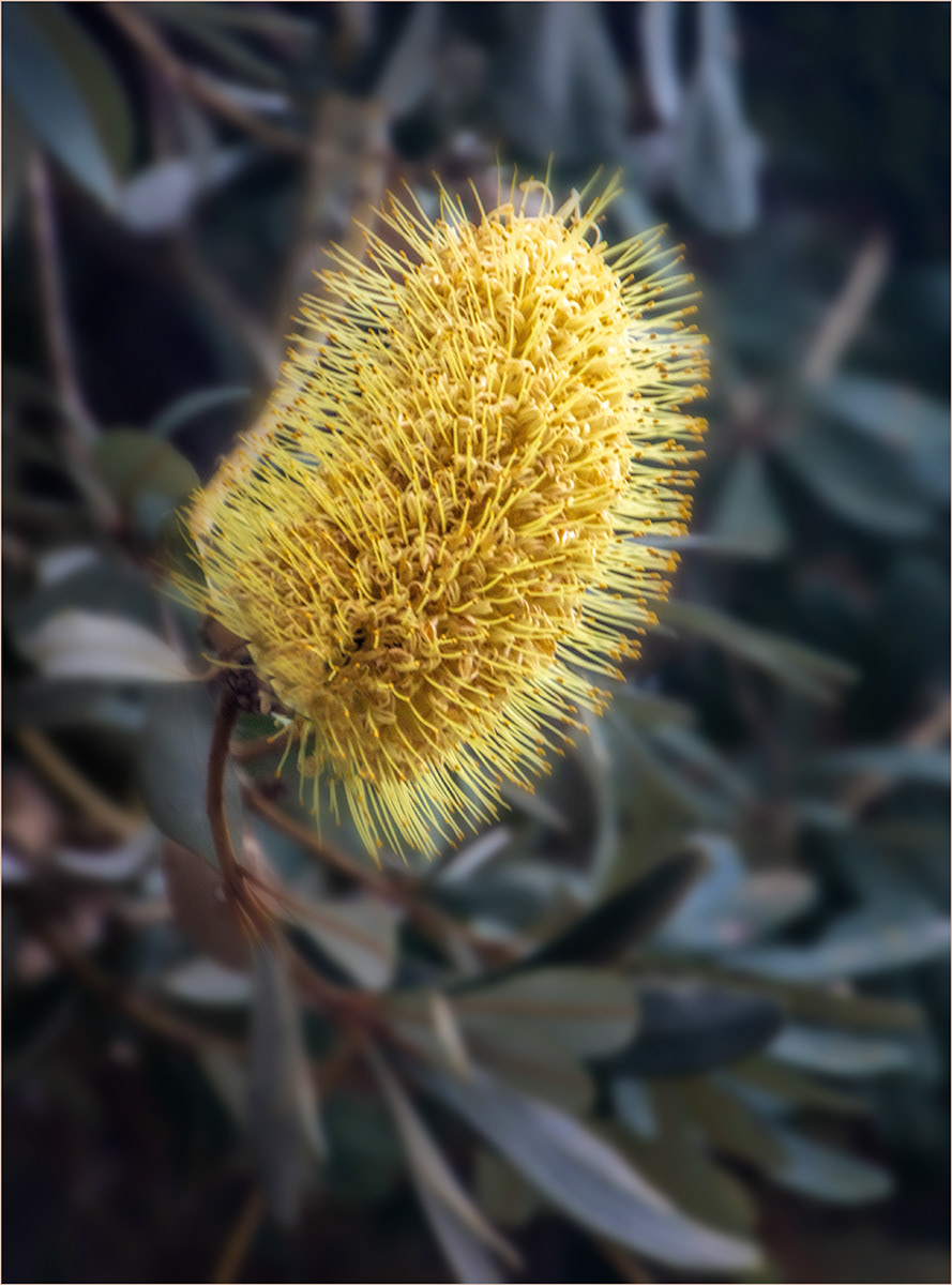 "Bottle brush flower" by Roy Peters
