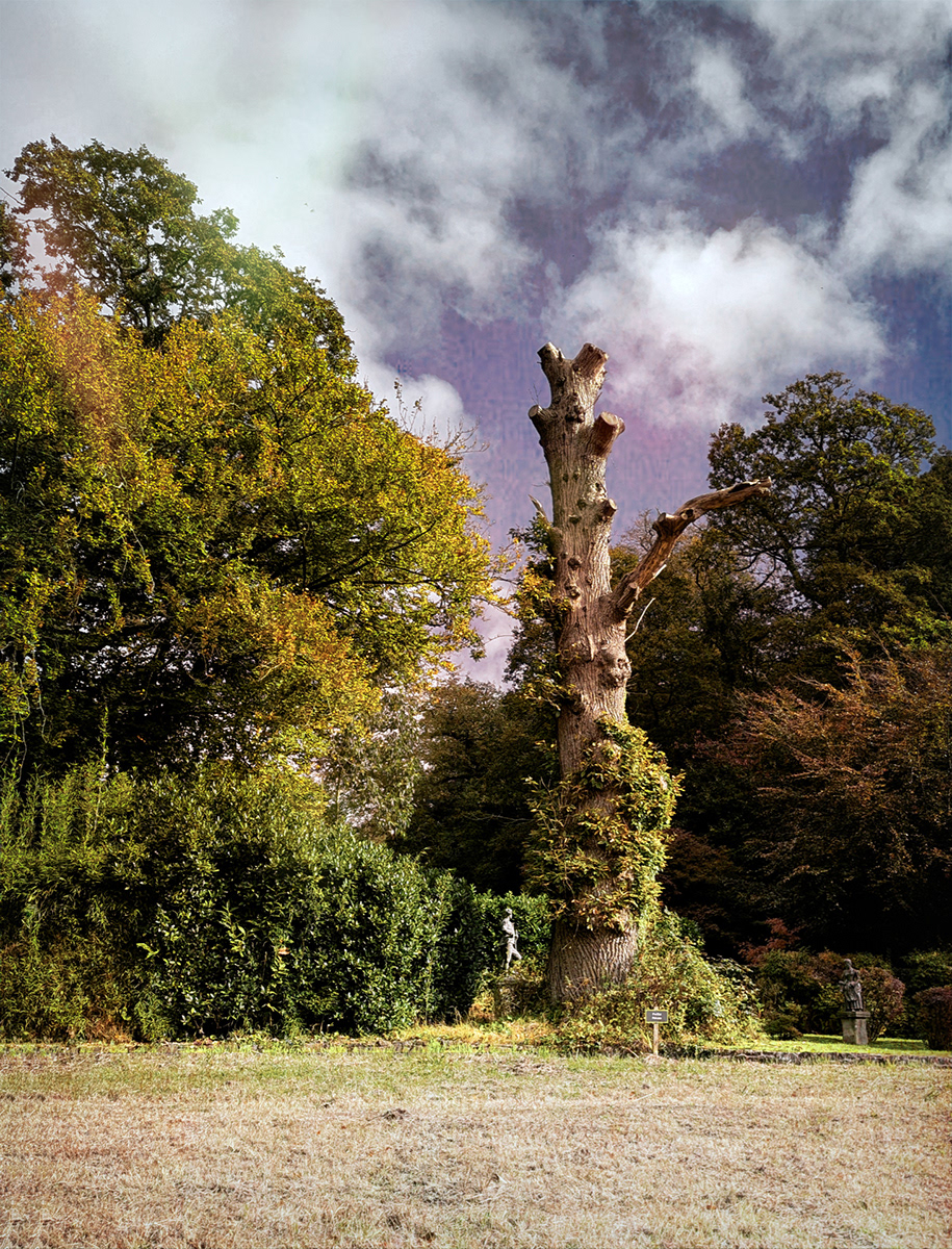 "Big Tree Little Statue" by Mike Jones
