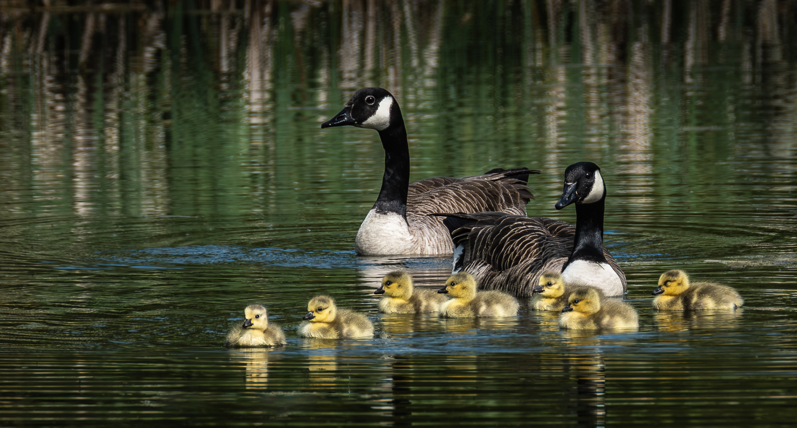 Canada Geese