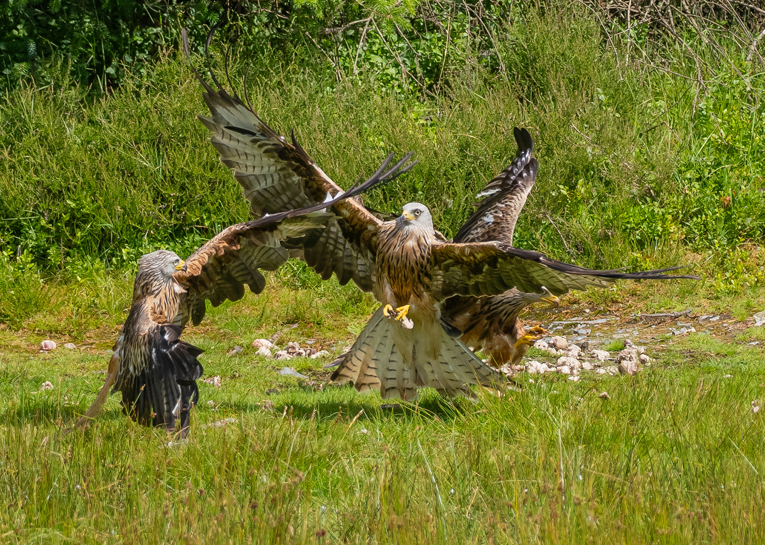 Barcud 1 NYA by Viv Evans