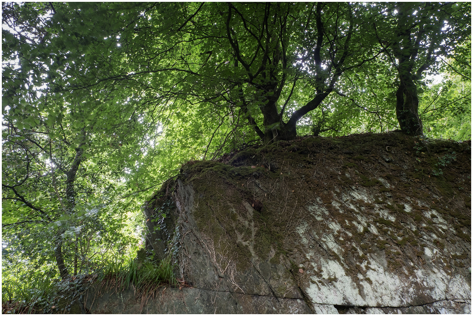 "Trees on rocky outcrop in colour" by Colin Price