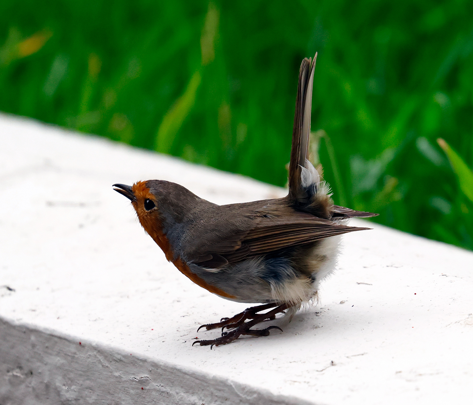 5. Bottoms Up - Juvenile Robin