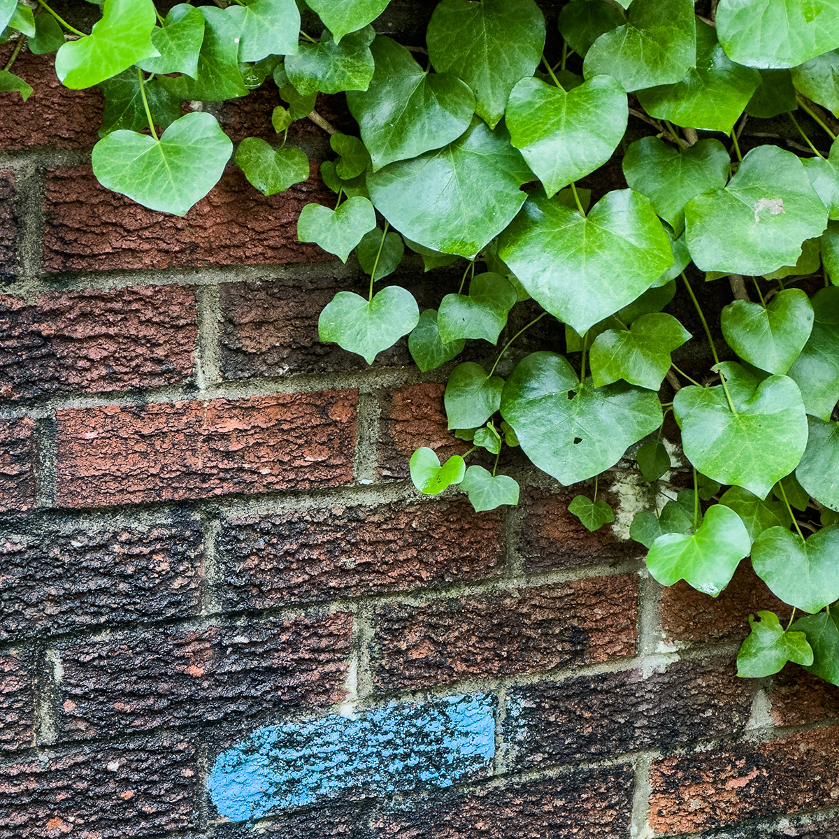 "In the blue corner" by Morlais Davies