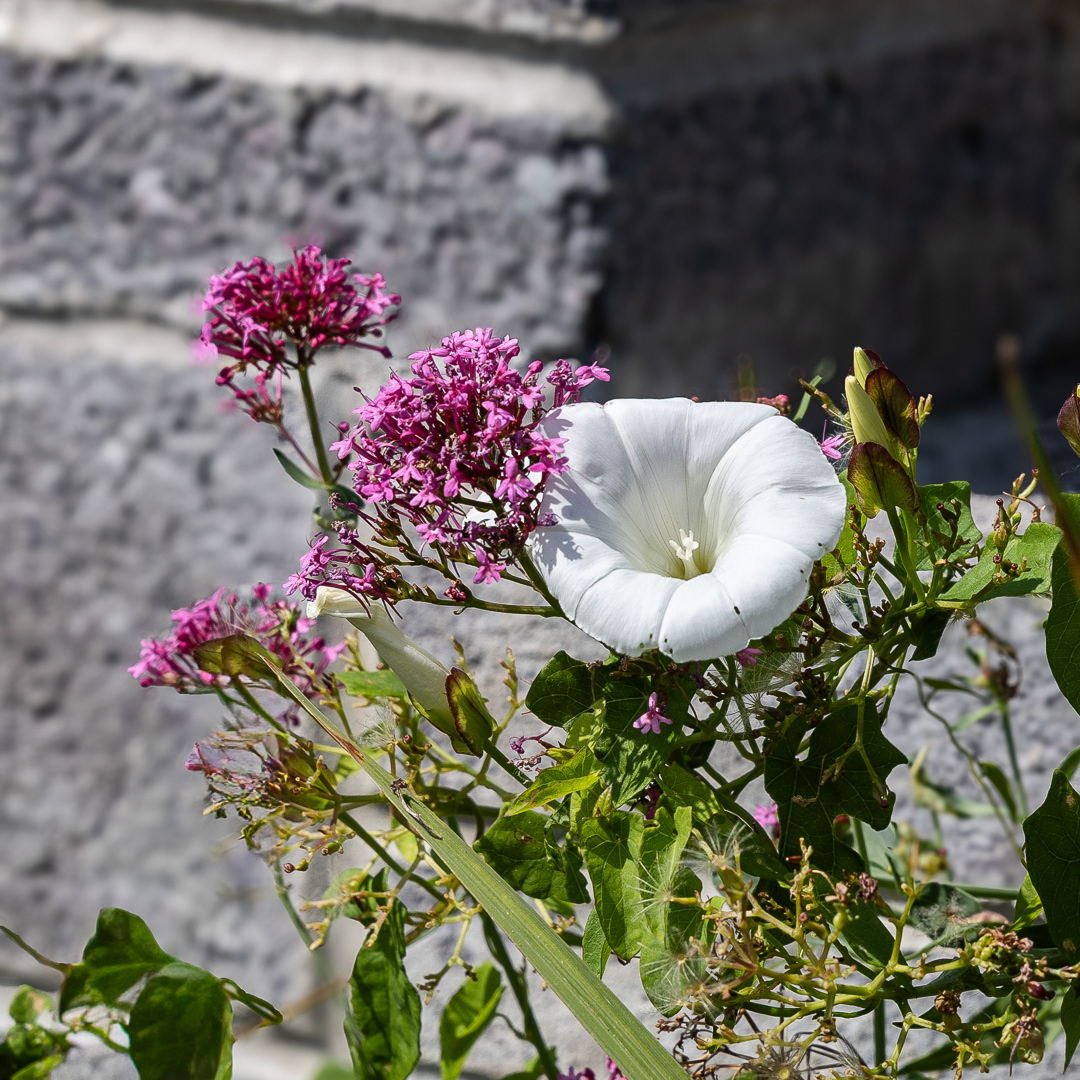 "Floral tribute" by Morlais Davies