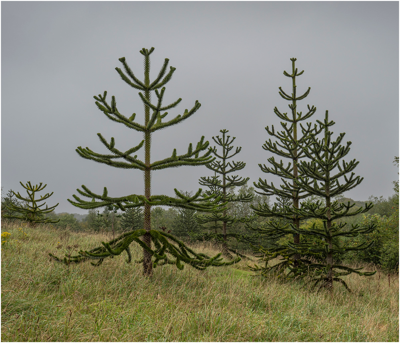 "Puzzling" by Viv Evans