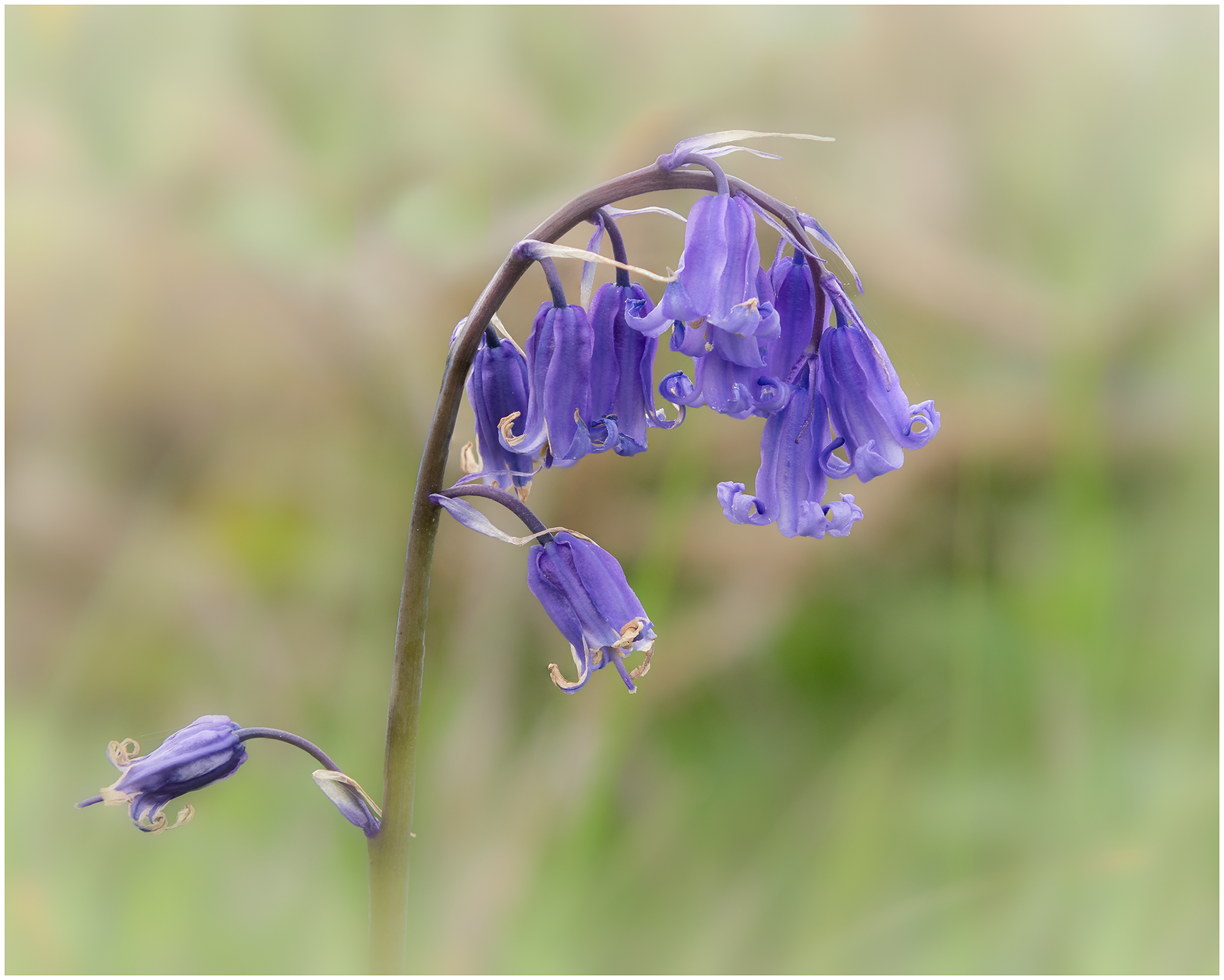 Coastal Bluebells