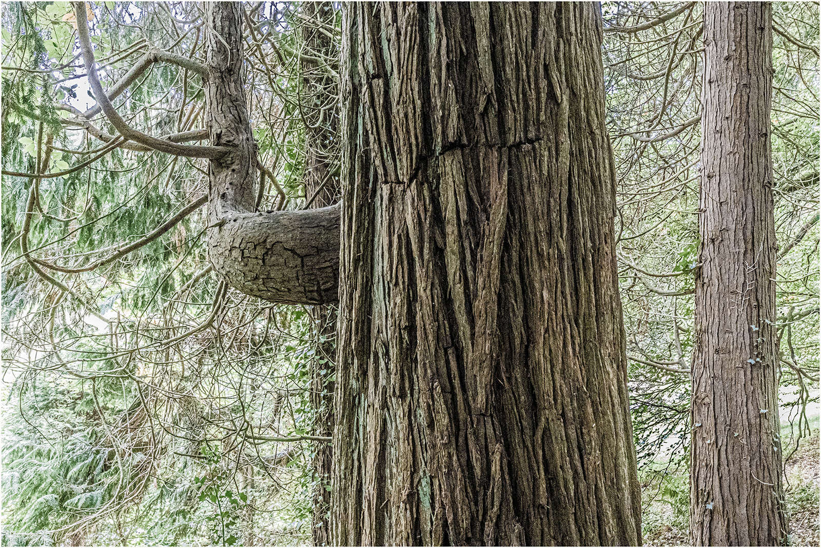 "Trunk 2" by Viv Evans