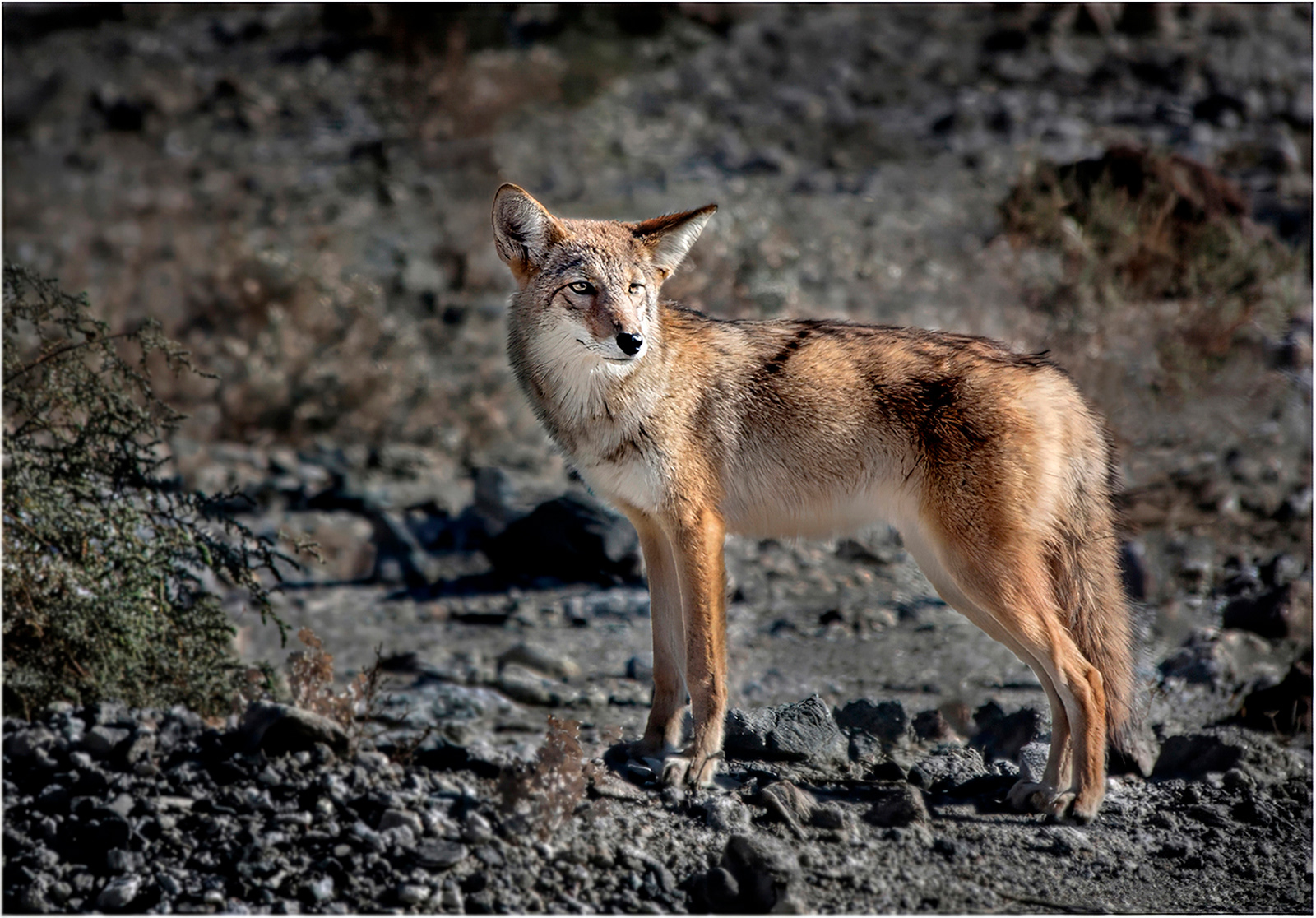 "Coyote in Death Valley" by Roy Peters