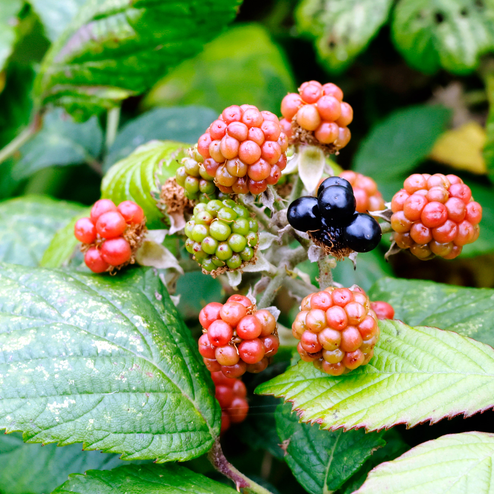 "Blackberry" by Chris Haines