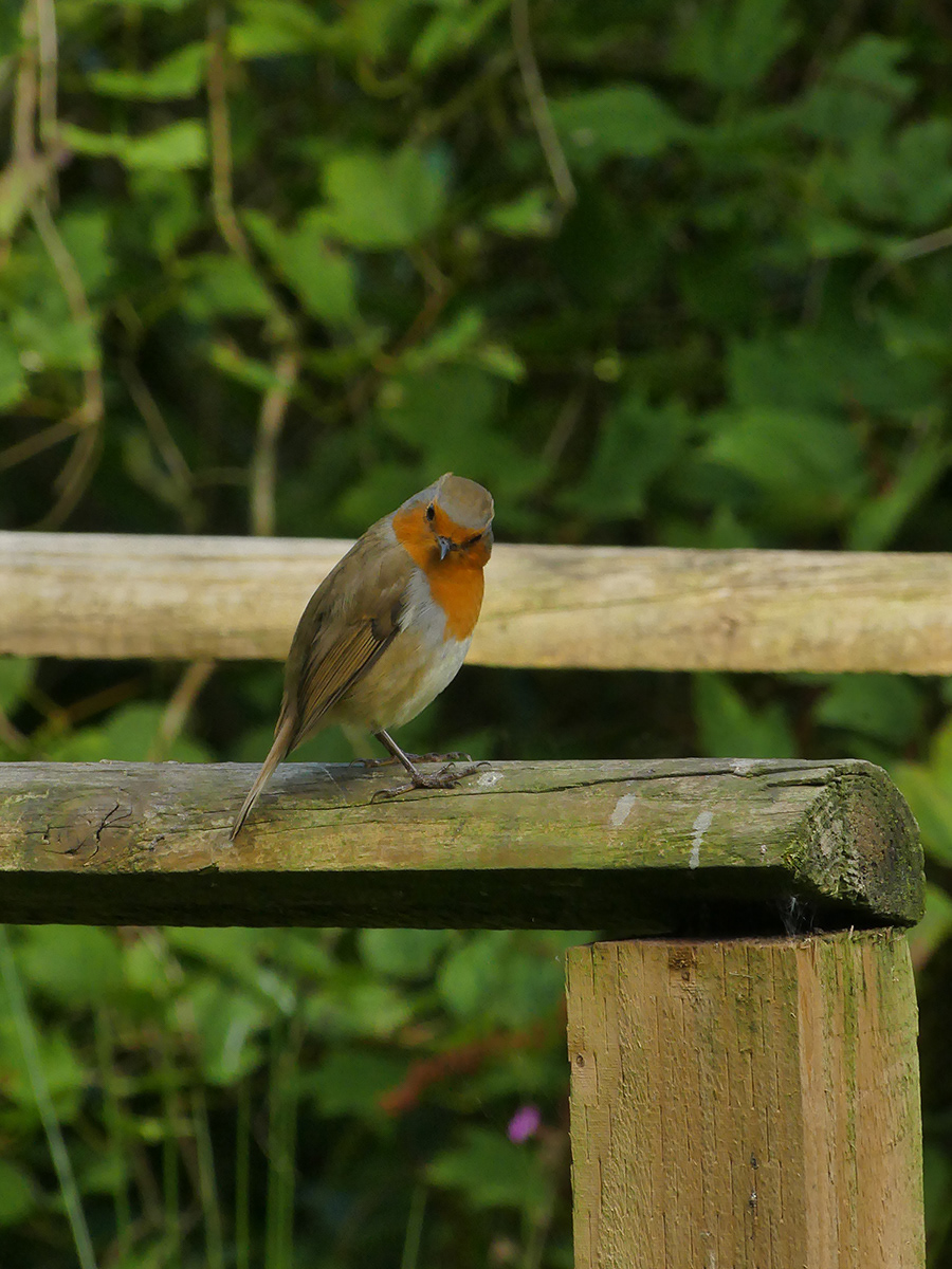 "Ty Glyn Davis Trust Gardens 1" by Trudy Davies