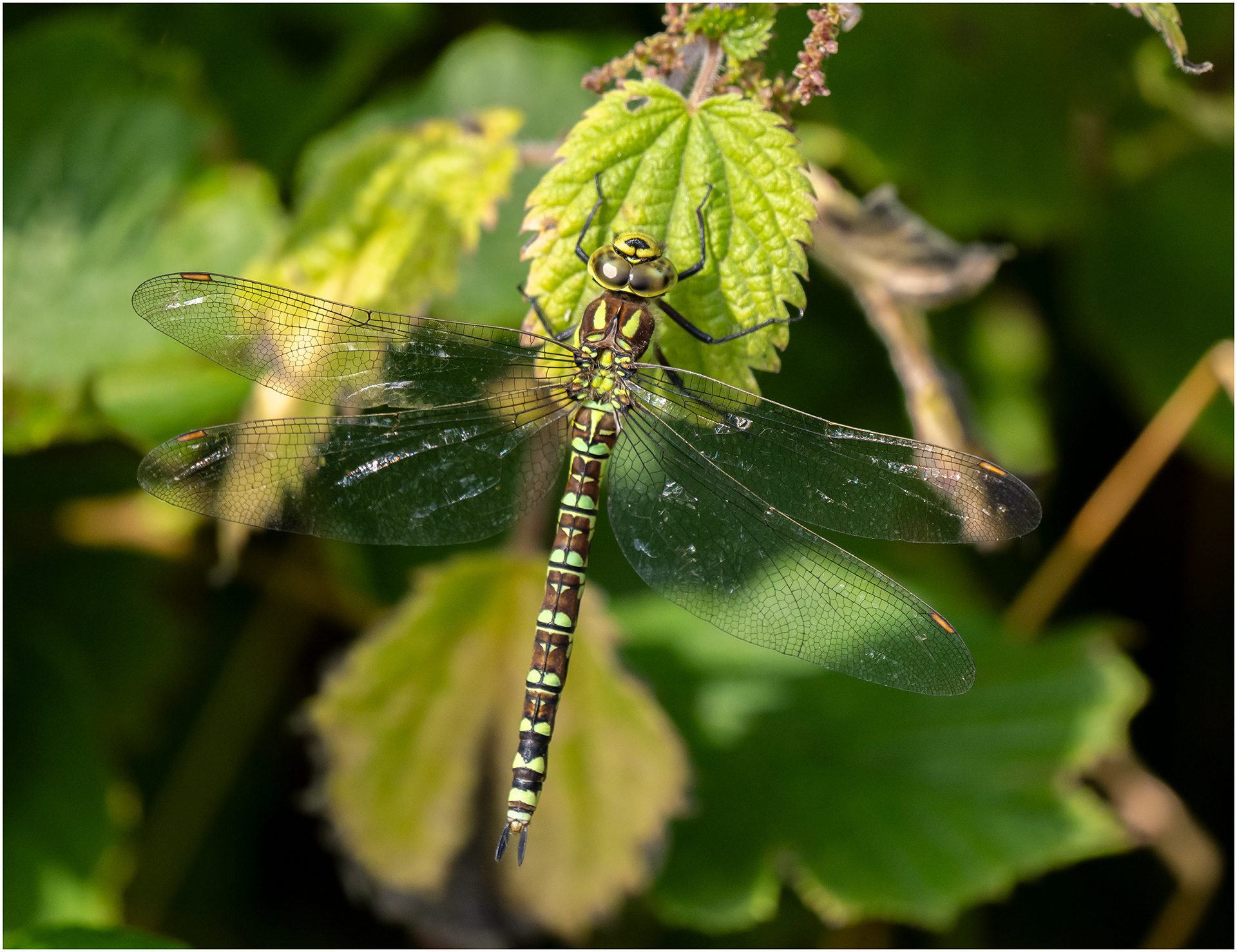 "Southern Hawker" by Viv Evans