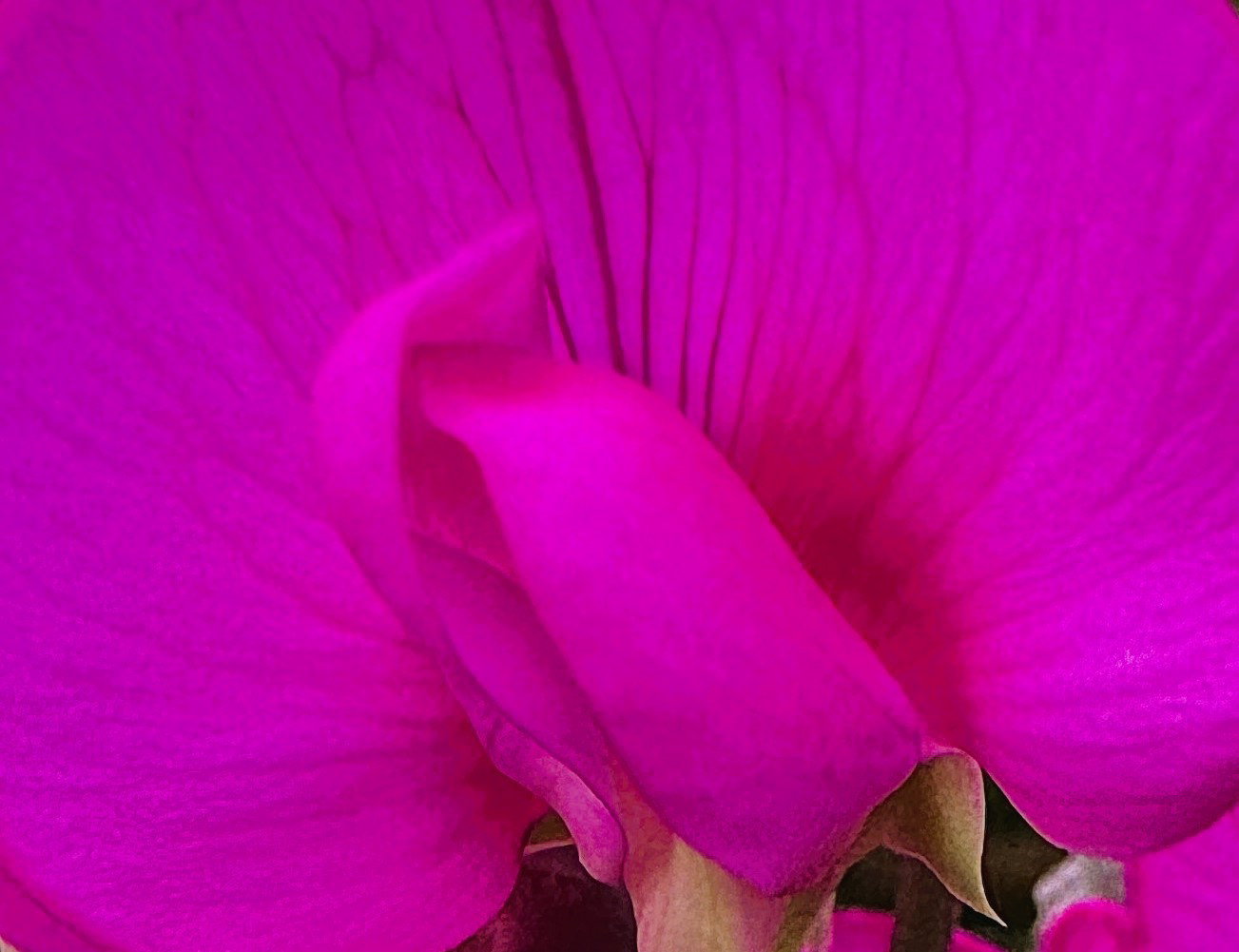 "From the Root of the Root and the Bud of the Bud" by David Hough