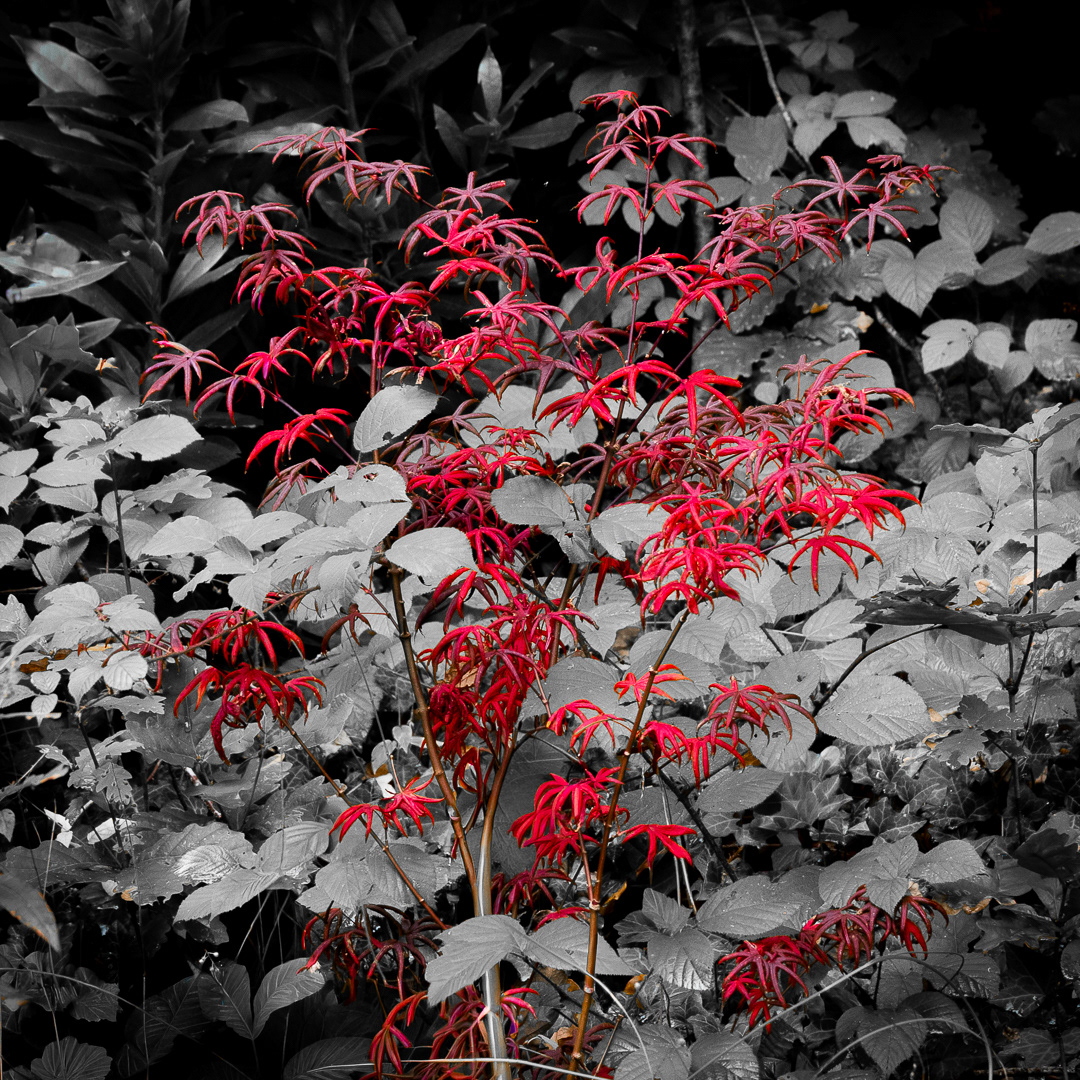 26. Ruby red foliage