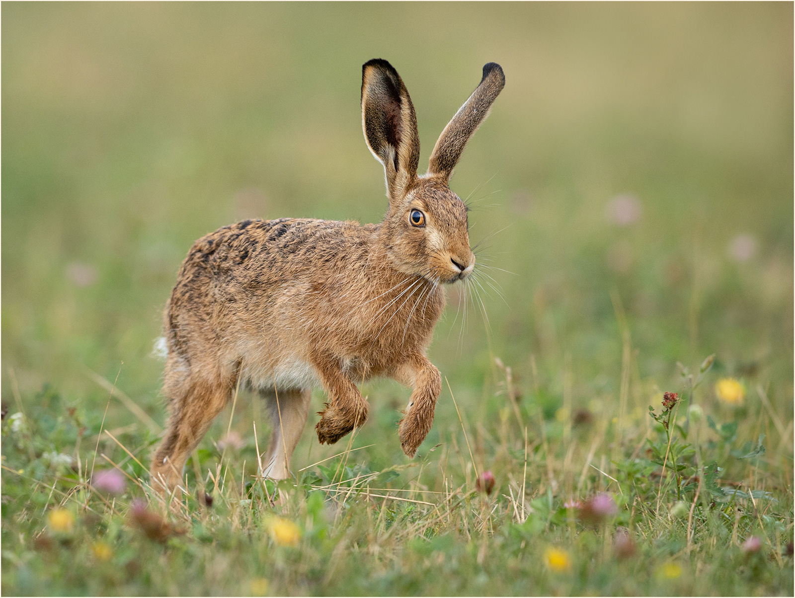 2nd: "Spring Hare" by Anne Jones
