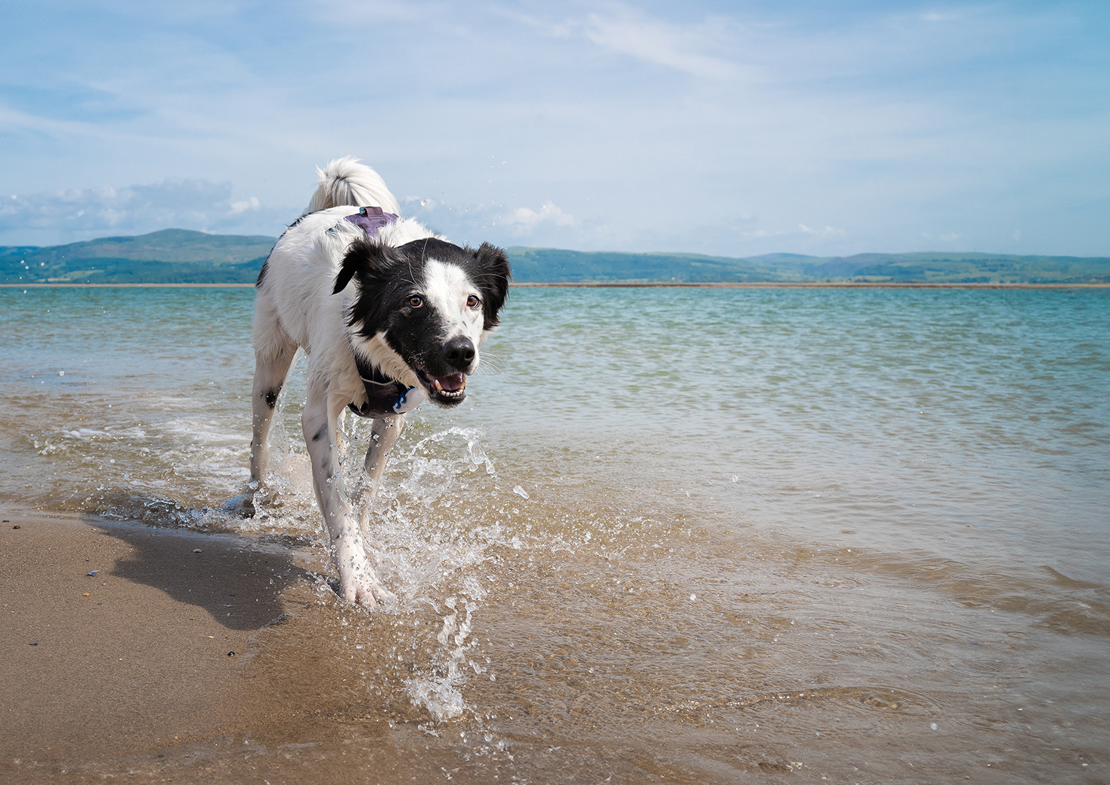 "Happy doggo" by Janet Evans