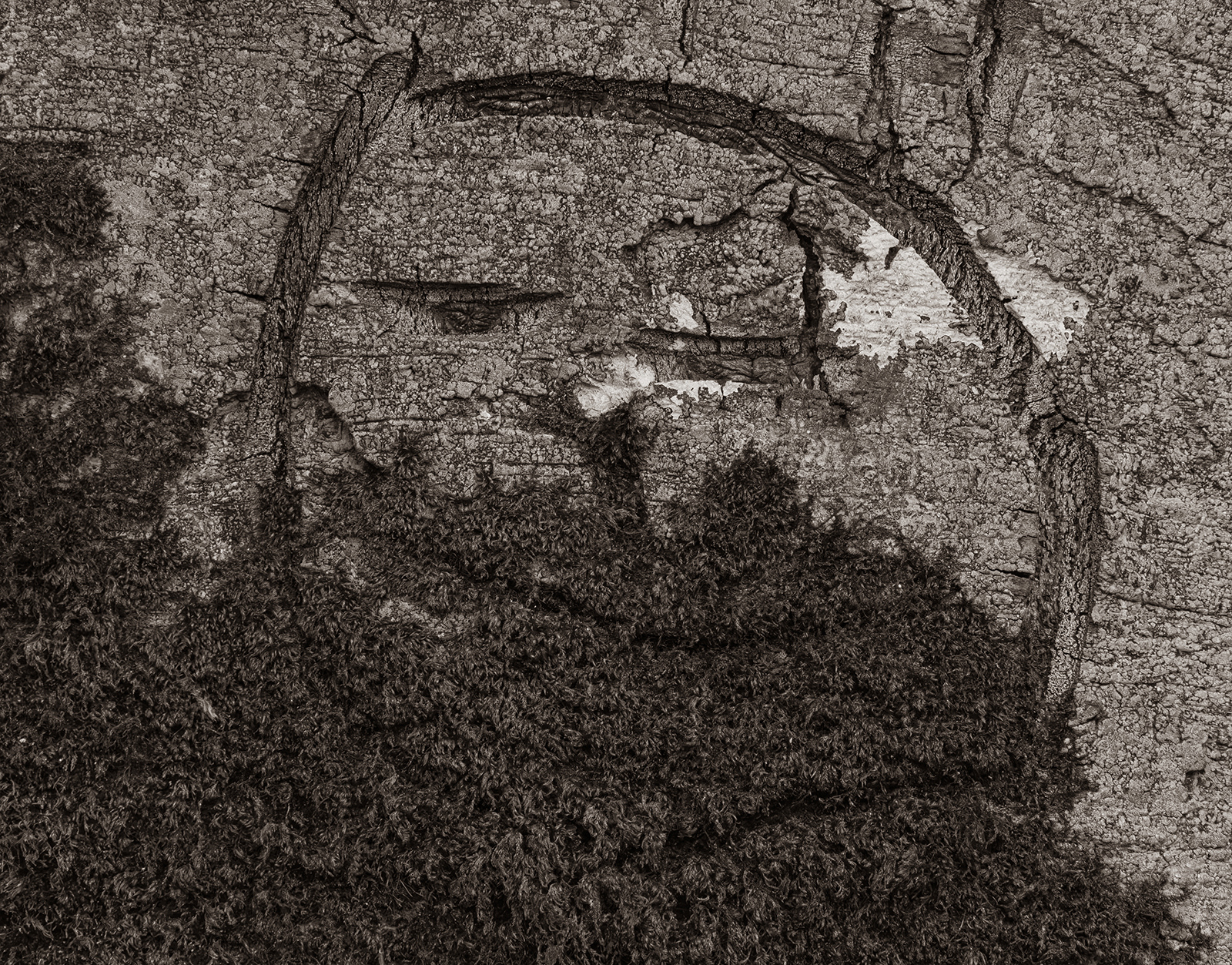 "Rock Face or Tree Carving?" by Monica Berry