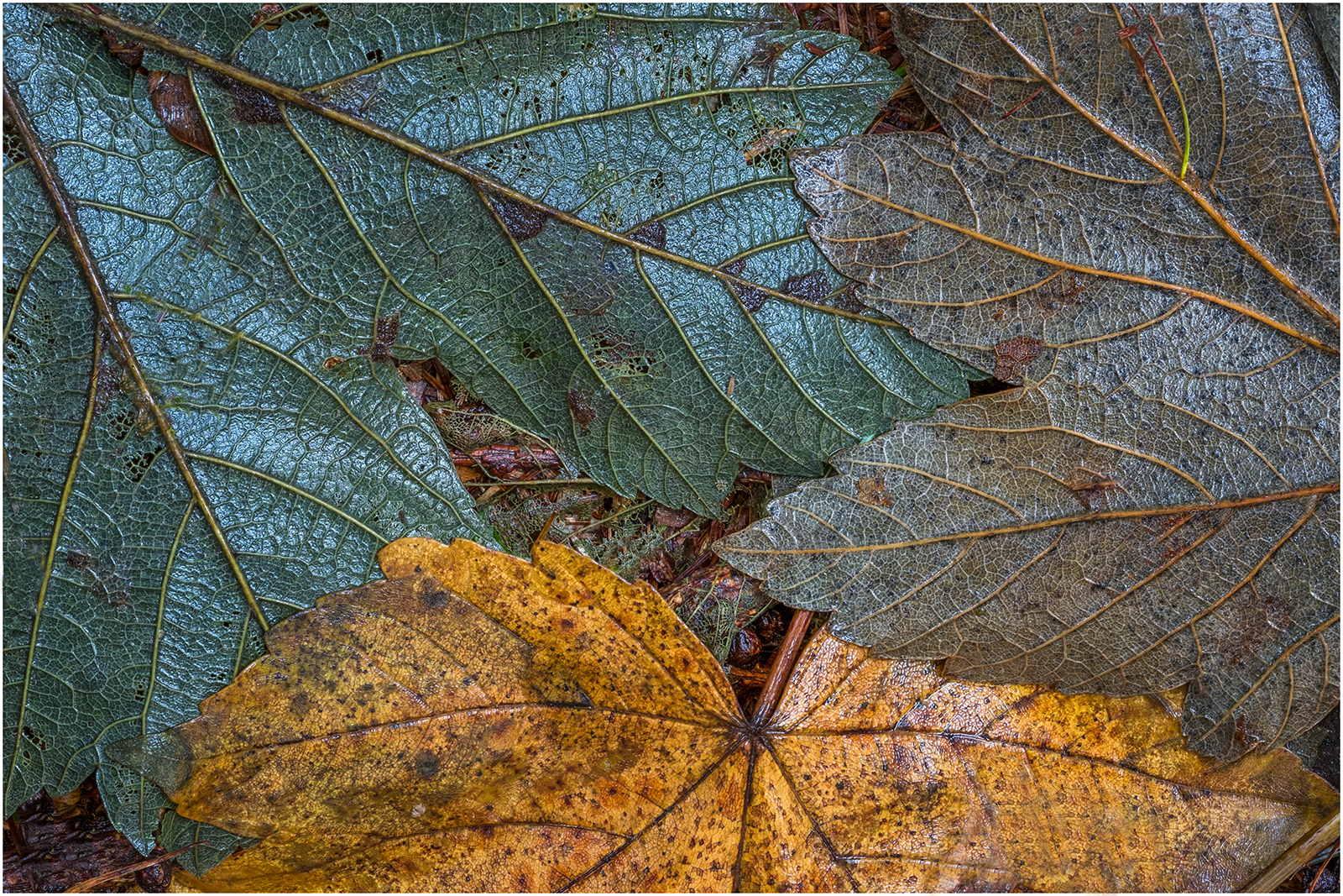 Return to Earth (Colin Price) 19 points