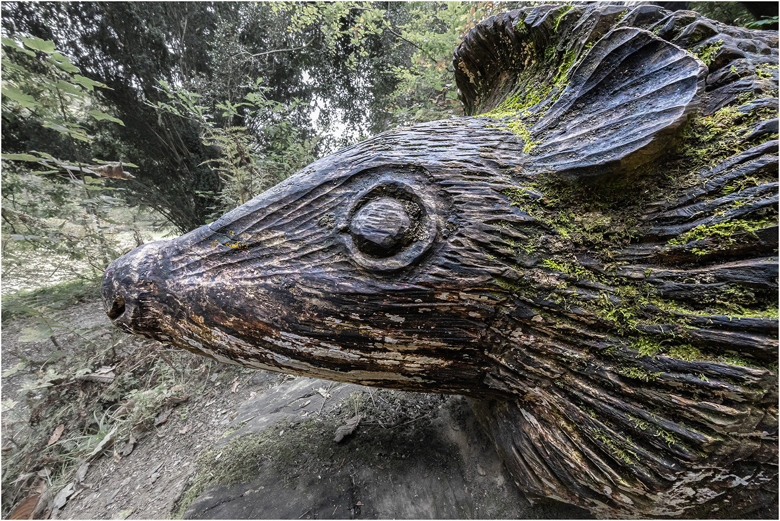 "Draenog" by Viv Evans