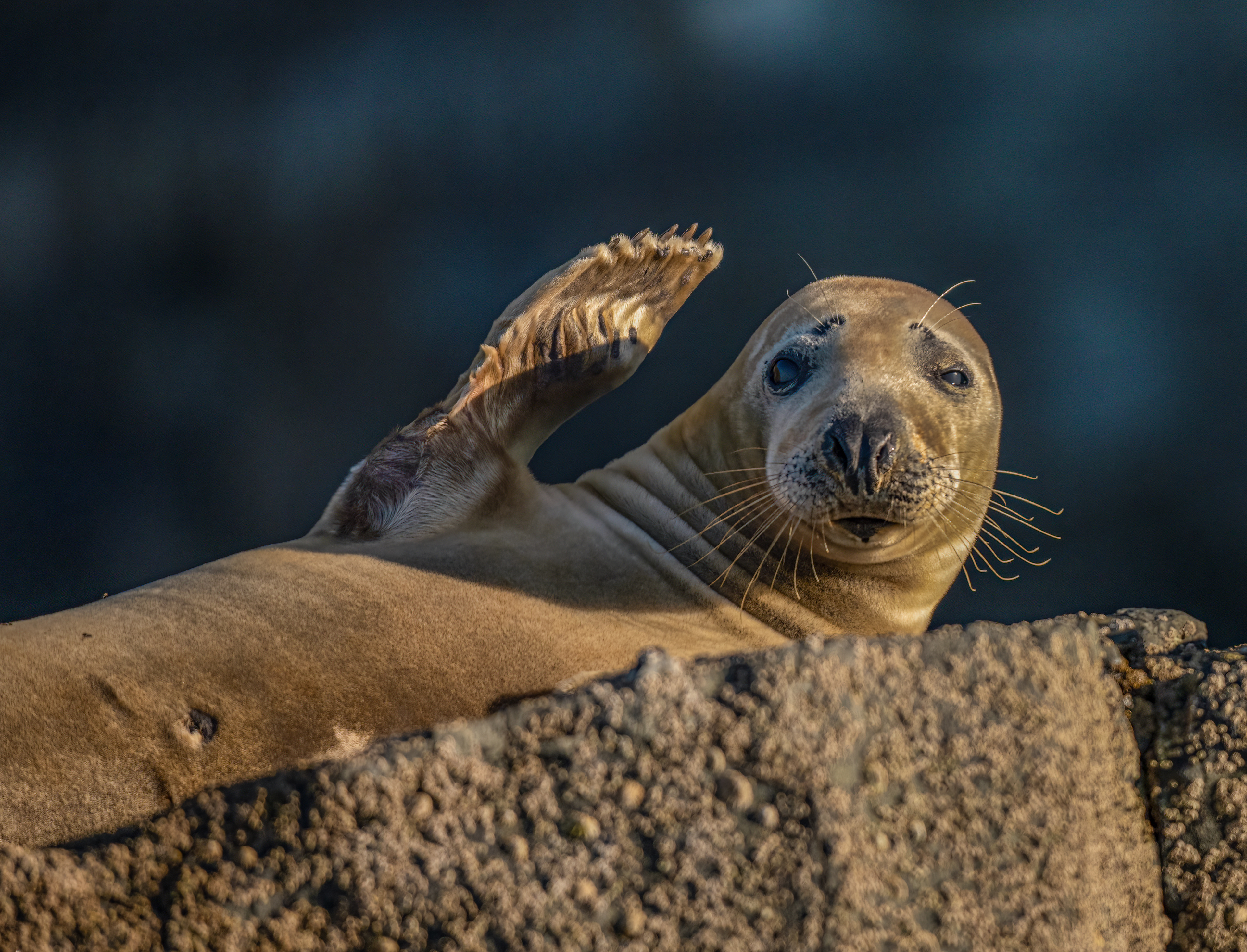 Waving Femail Grey Atlantic Seal