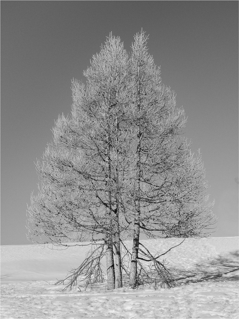 "Wintry Treeo" by Morlais Davies