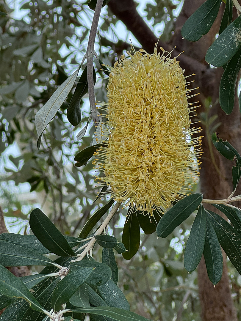 "Bottlebrush" by Morlais Davies