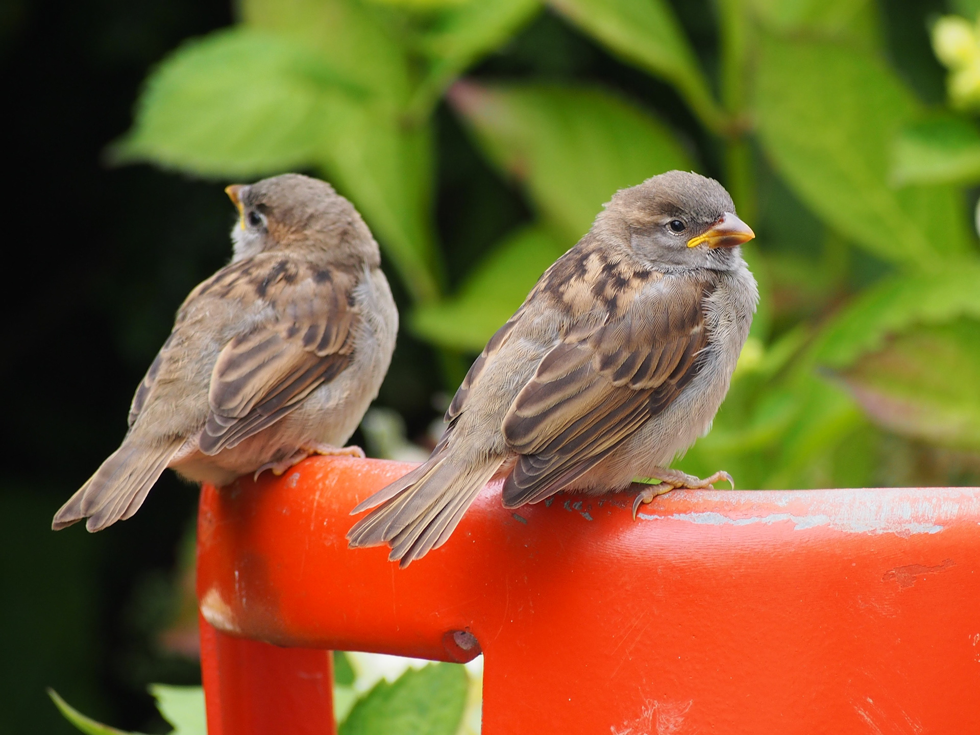 ** Awaiting caption **